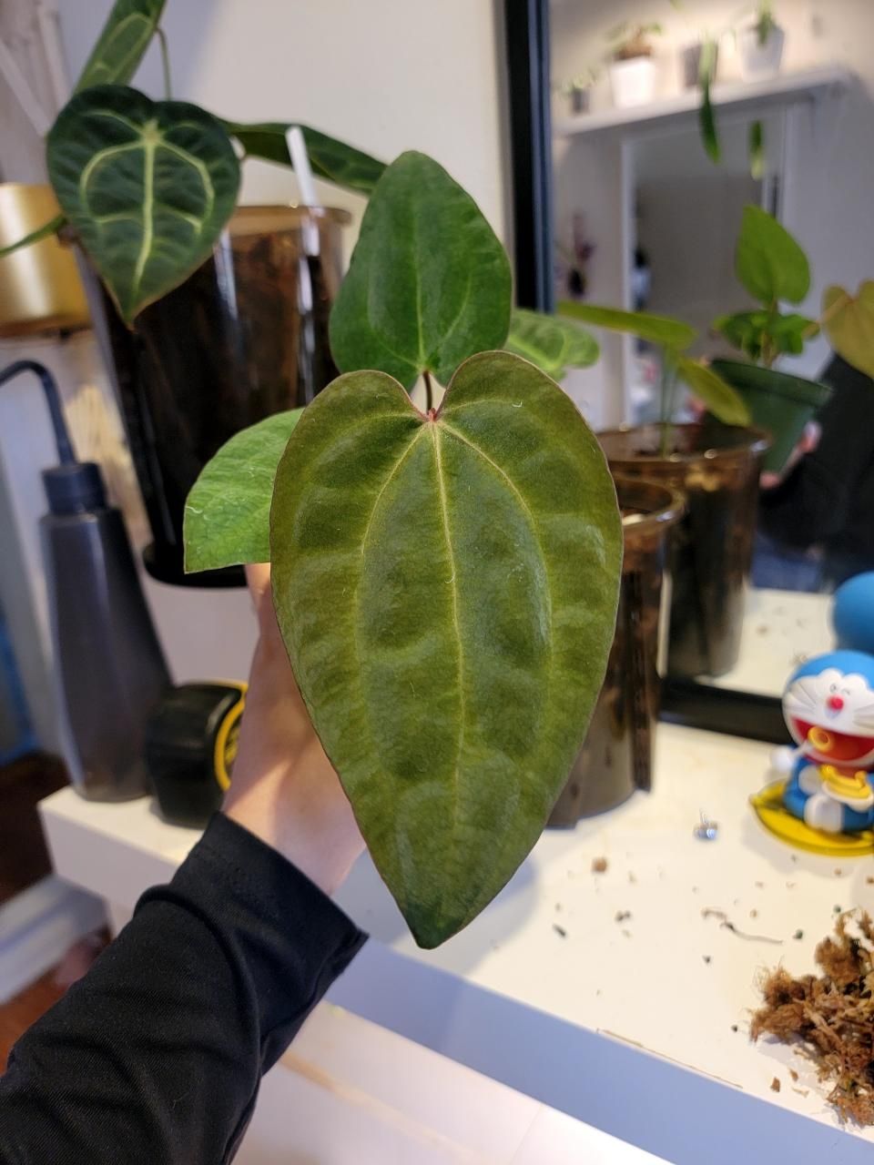 MonsteraX Marketplace | Anthurium ace of spades 'dark form