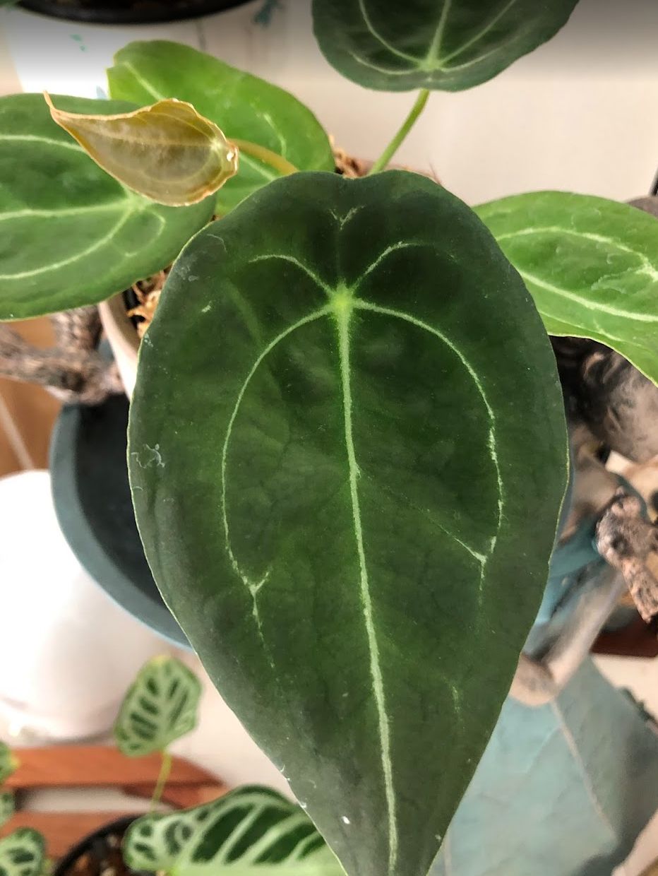 その他観葉植物 anthurium HYBRID Anthurium hybrid (green form) – Fairchild Tropical Botanic