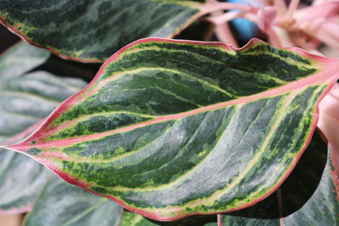 エクセルAglaonema Mulan Aglaonema Amazon