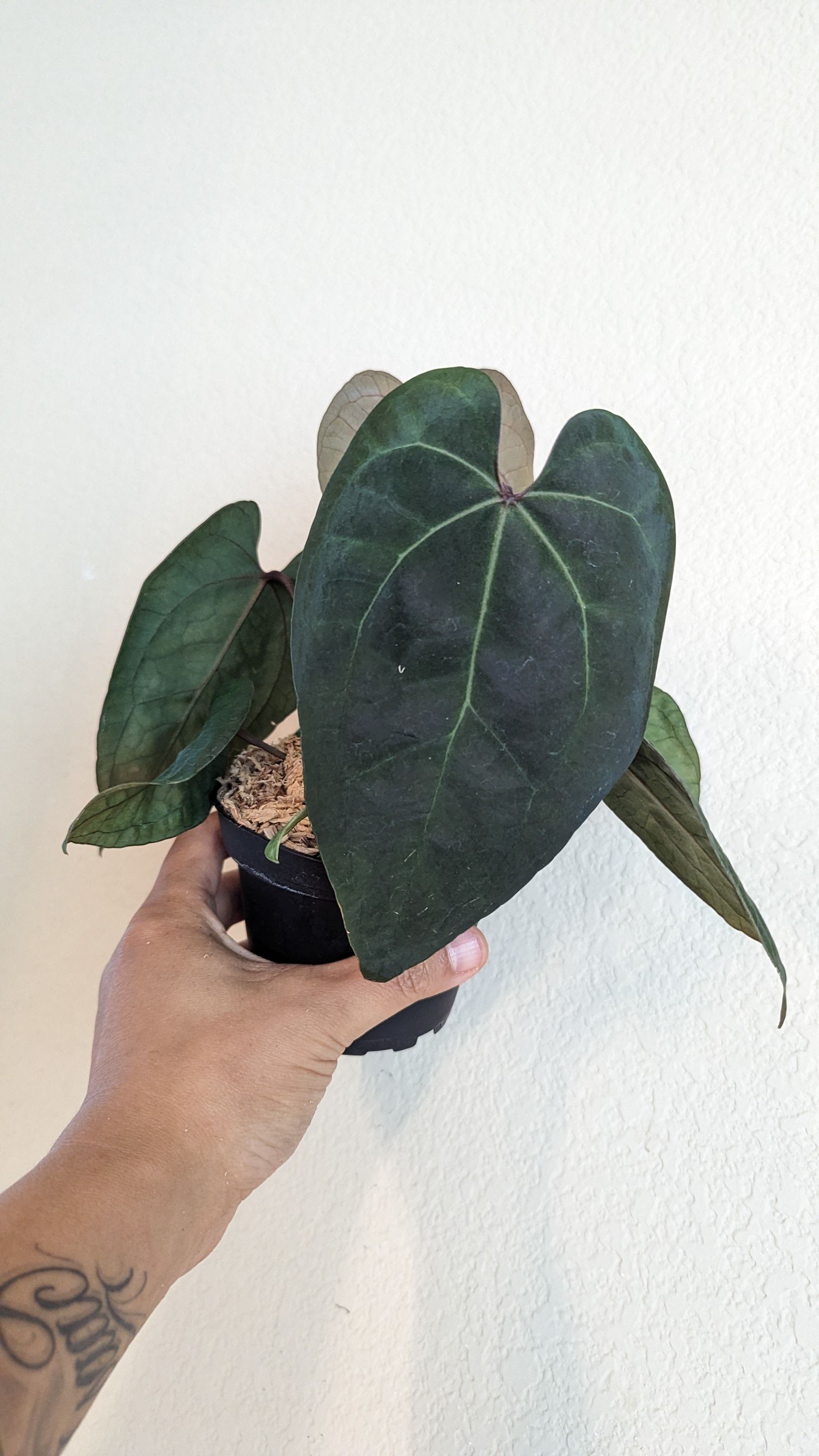 パ*ン様 Anthurium Ace of Spades F2 4