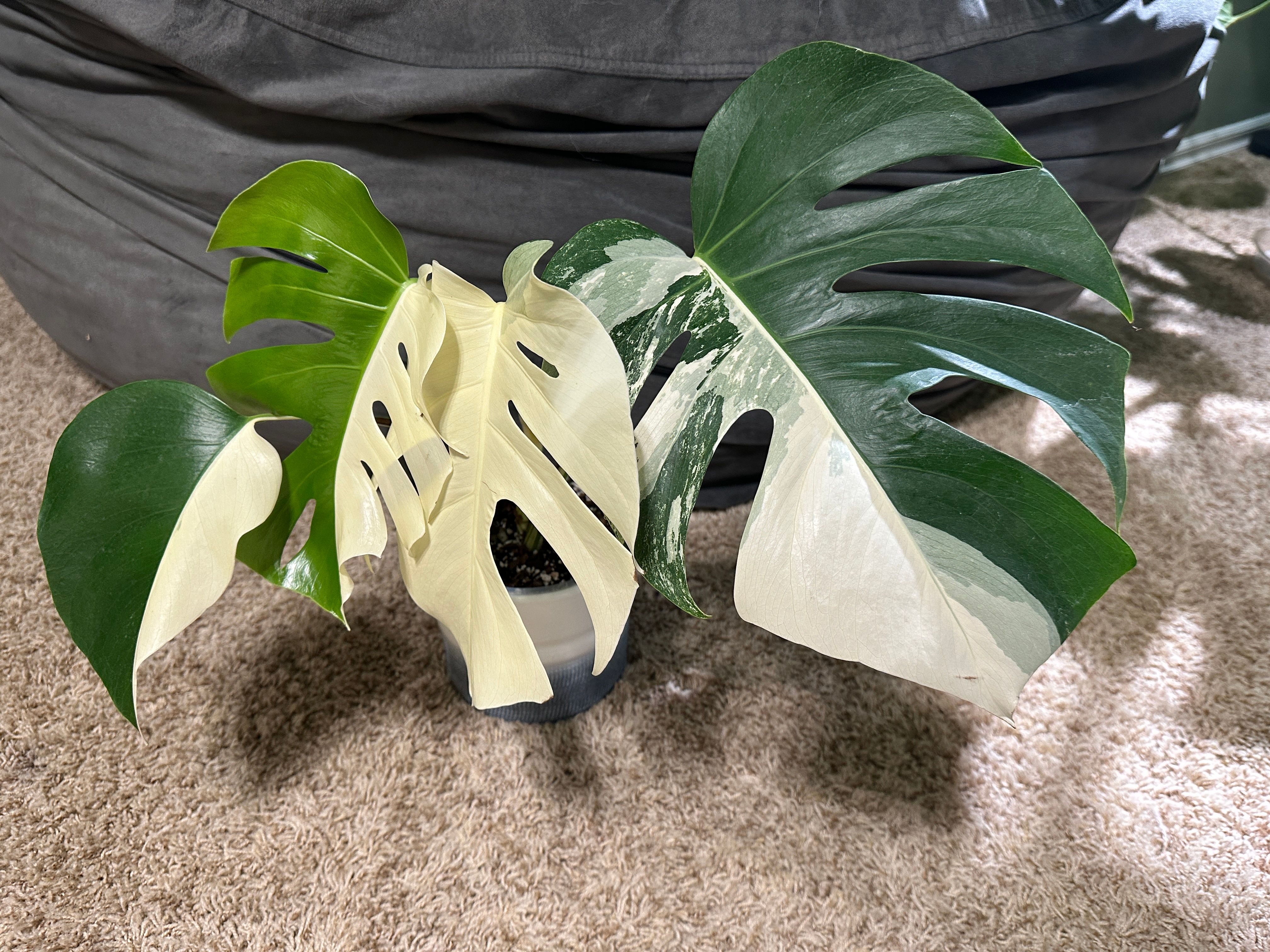 3*4様 525 斑入 Monstera deliciosa var.borsi Monstera Deliciosa Albo Borsigiana Variegata Rooted Cutting