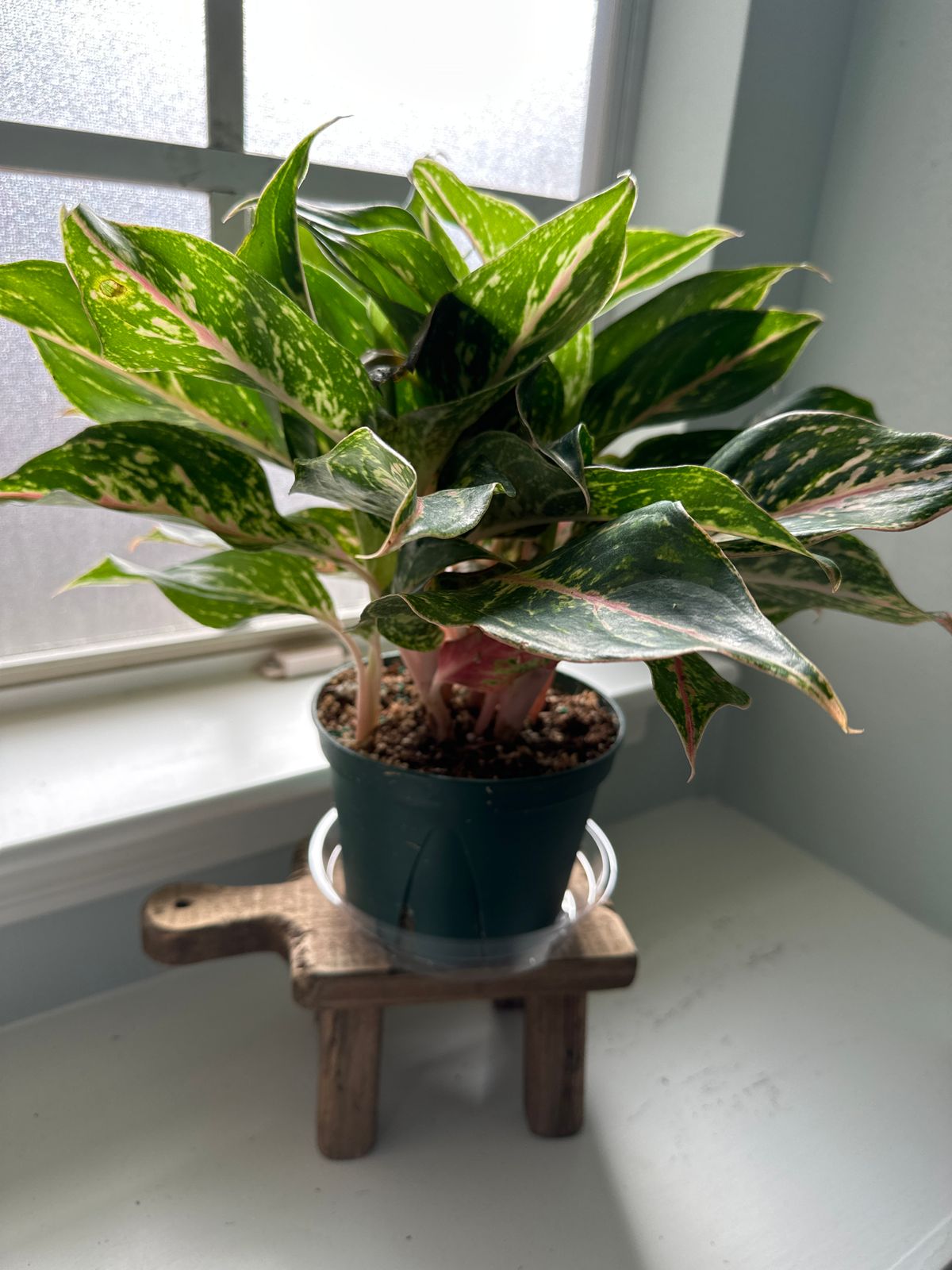 エクセルAglaonema Mulan 7edaf89d-acb8-4228-8bb9-