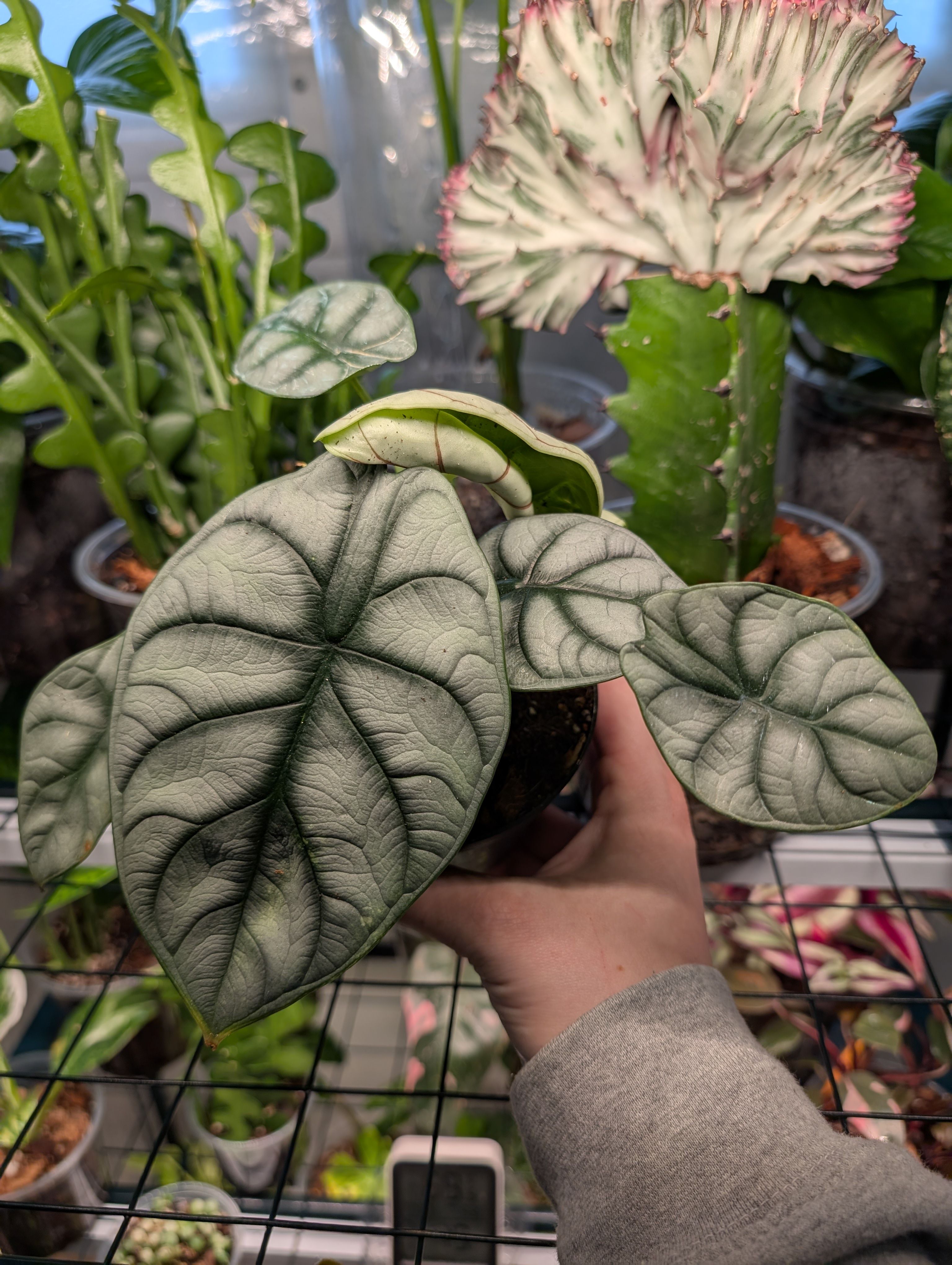 P*.様 【珍希少】Alocasia'silver dragon'varigat Alocasia 'Silver Dragon' variegated Tissue Culture [Foshan