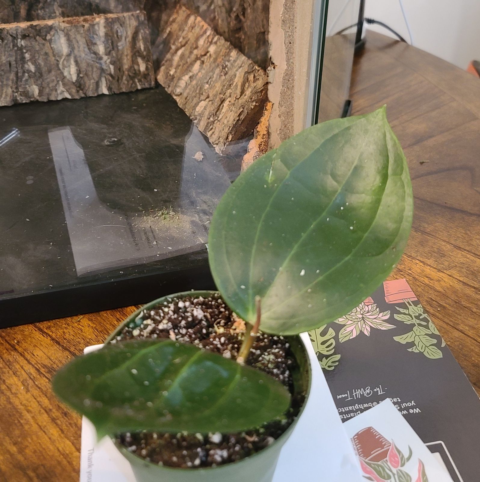 4" Hoya 'Latifolia' "Dinner Plate"