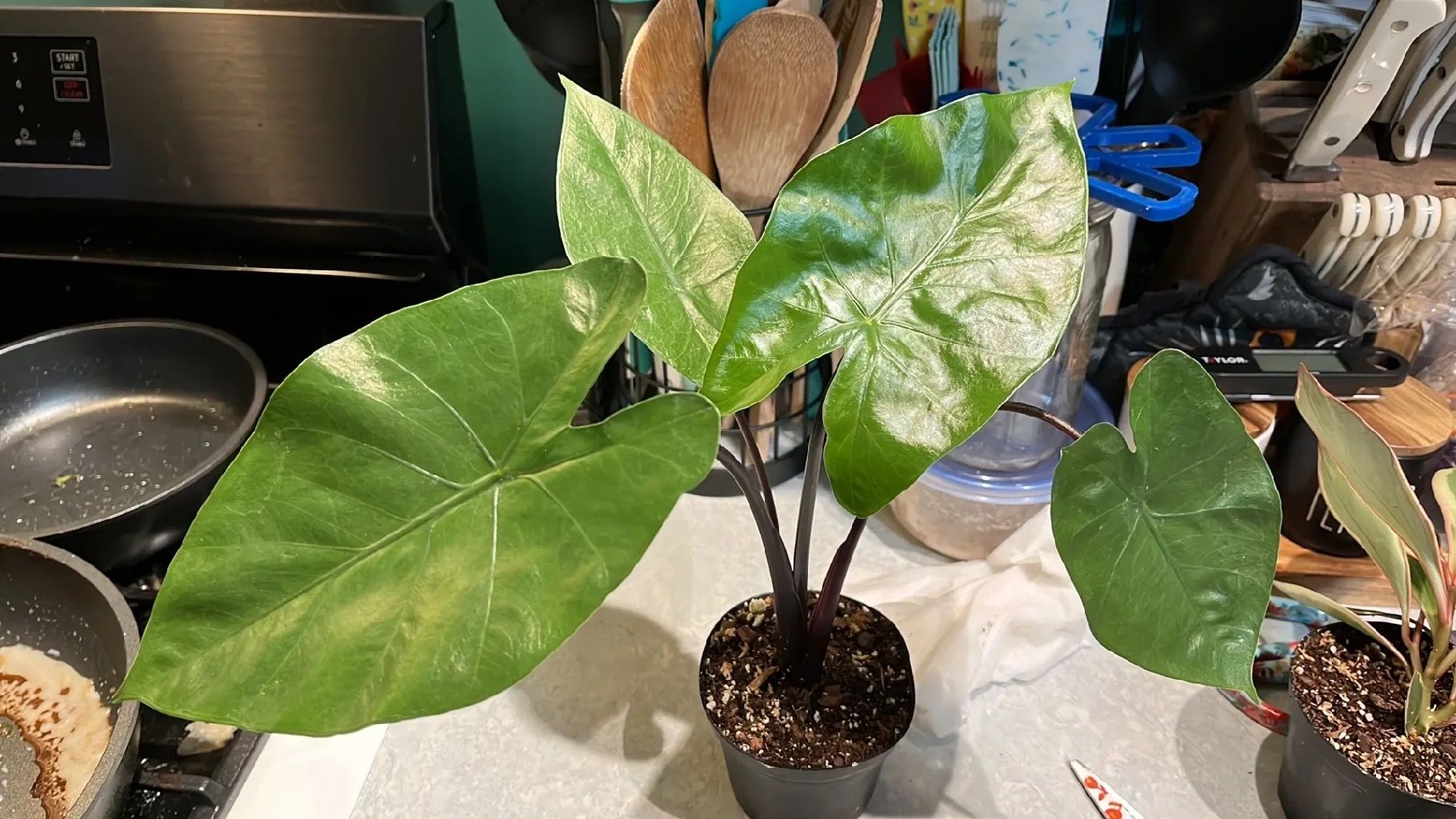 No.035/-TGK-/Alocasia blackstem variegata/アロカシア