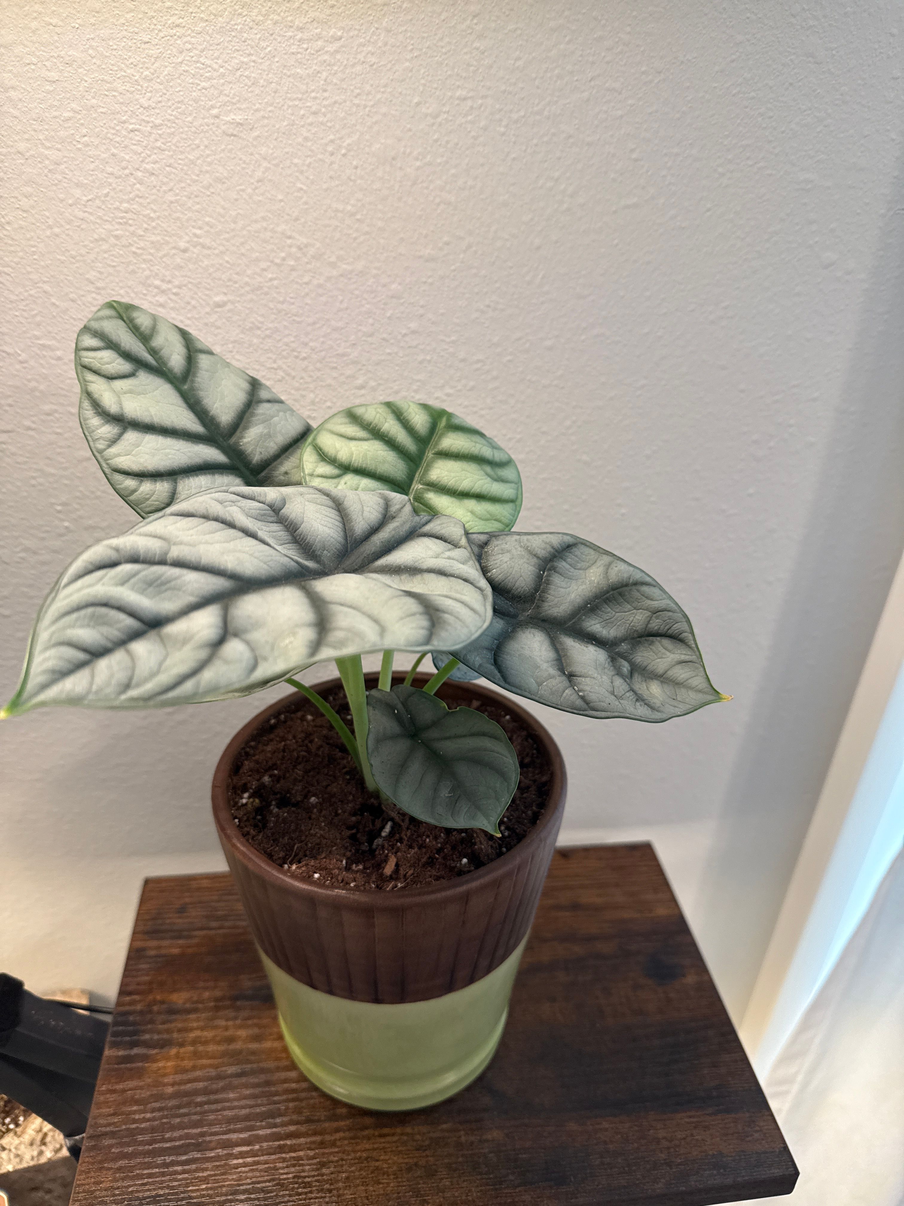 P*.様 【珍希少】Alocasia'silver dragon'varigat Alocasia 'Silver Dragon' aurea variegated *Grower's Choice