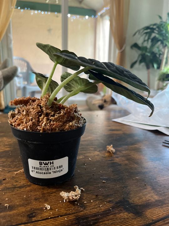 その他観葉植物 Alocasia Black Velvet ninja splash NO4 Alocasia 'Ninja' - 4