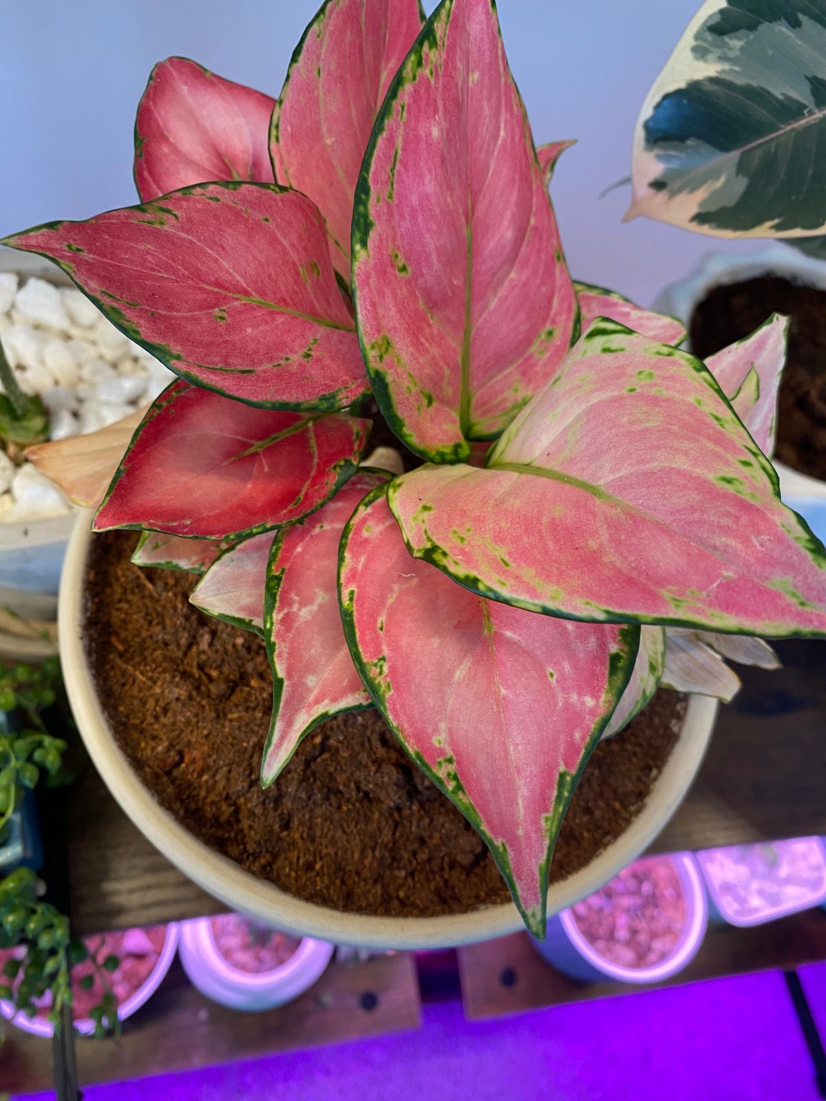 その他観葉植物 Aglaonema Pink Lookbay Aglaonema Pink Lookbay - メルカリ