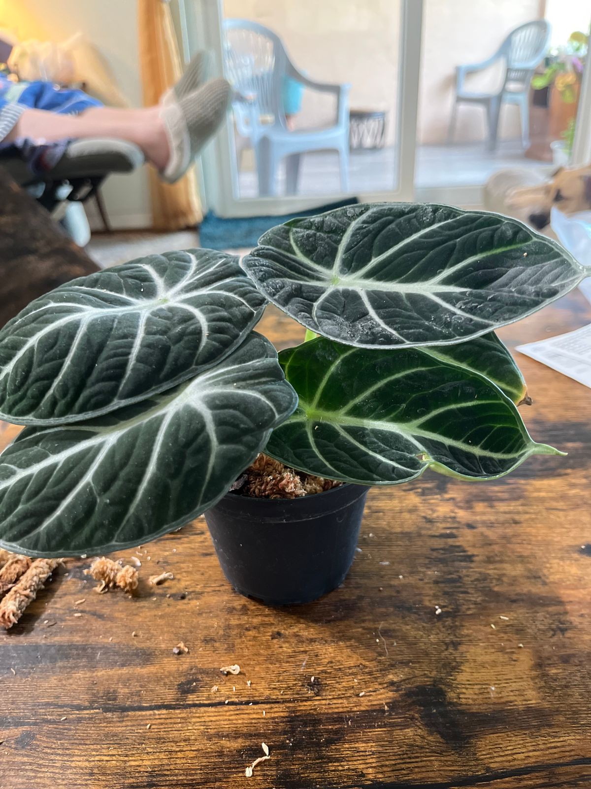 その他観葉植物 Alocasia Black Velvet ninja splash NO4 4