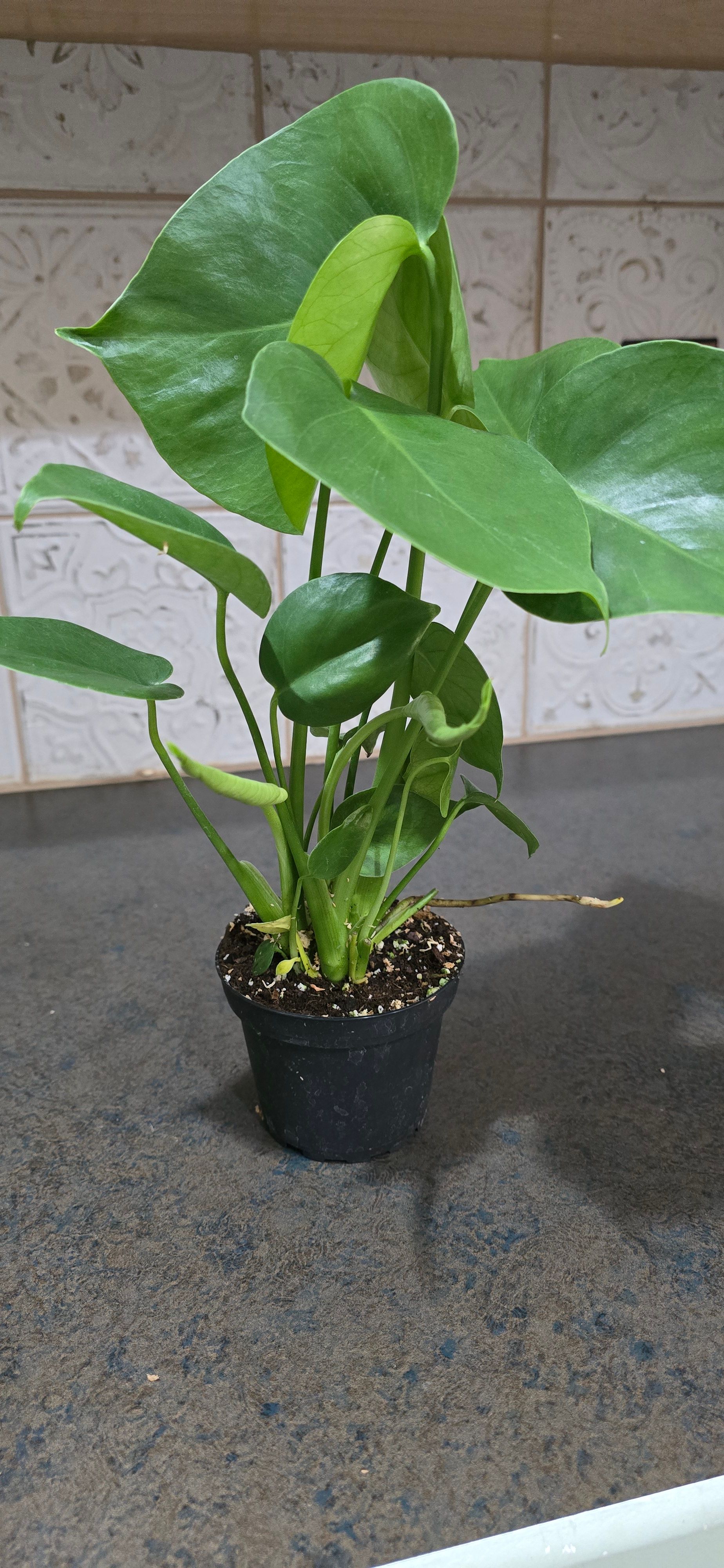 3*4様 525 斑入 Monstera deliciosa var.borsi Monstera deliciosa var. borsigiana albo-variegata [#1452