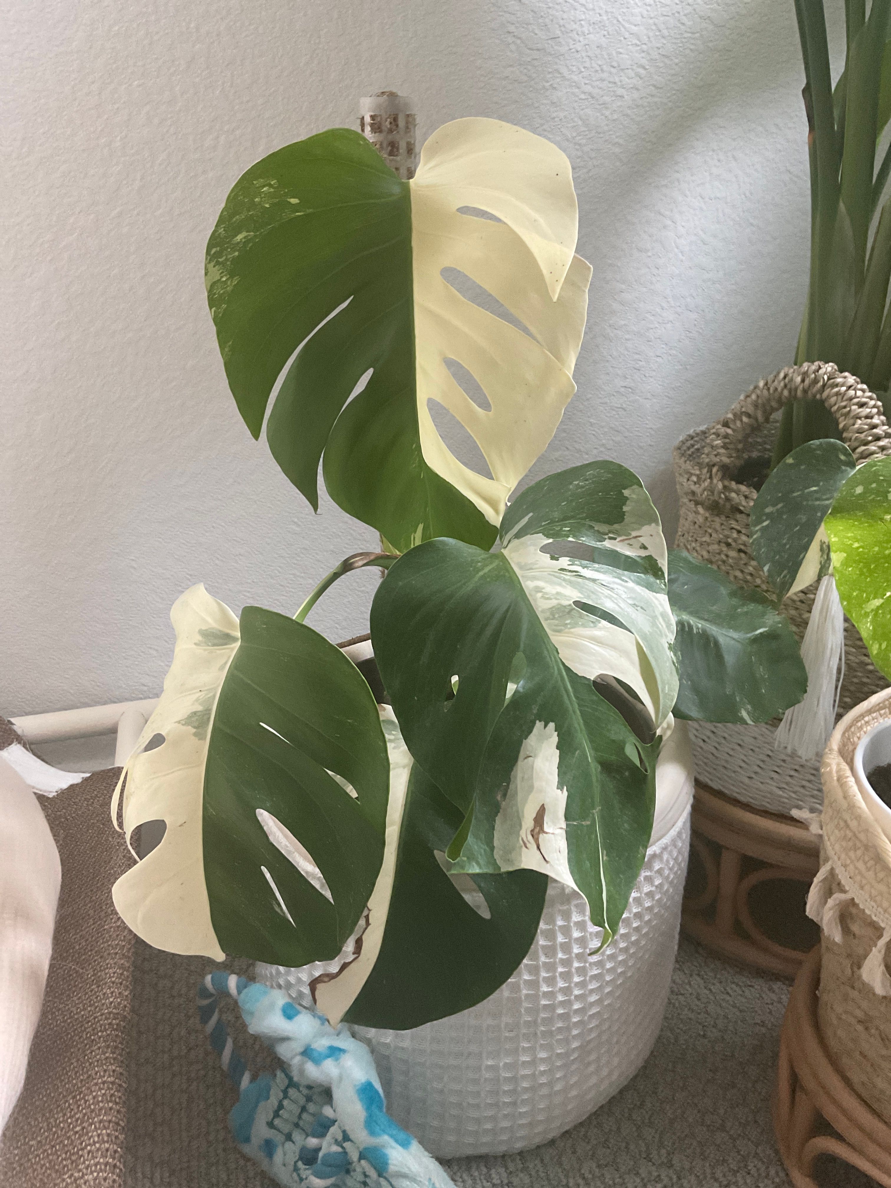 Monstera Borsigiana Albo (Medium) – BWH Plant Co