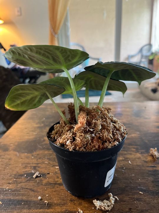 その他観葉植物 Alocasia Black Velvet ninja splash NO4 f8d4536b-bc4d-465b-9cfa-