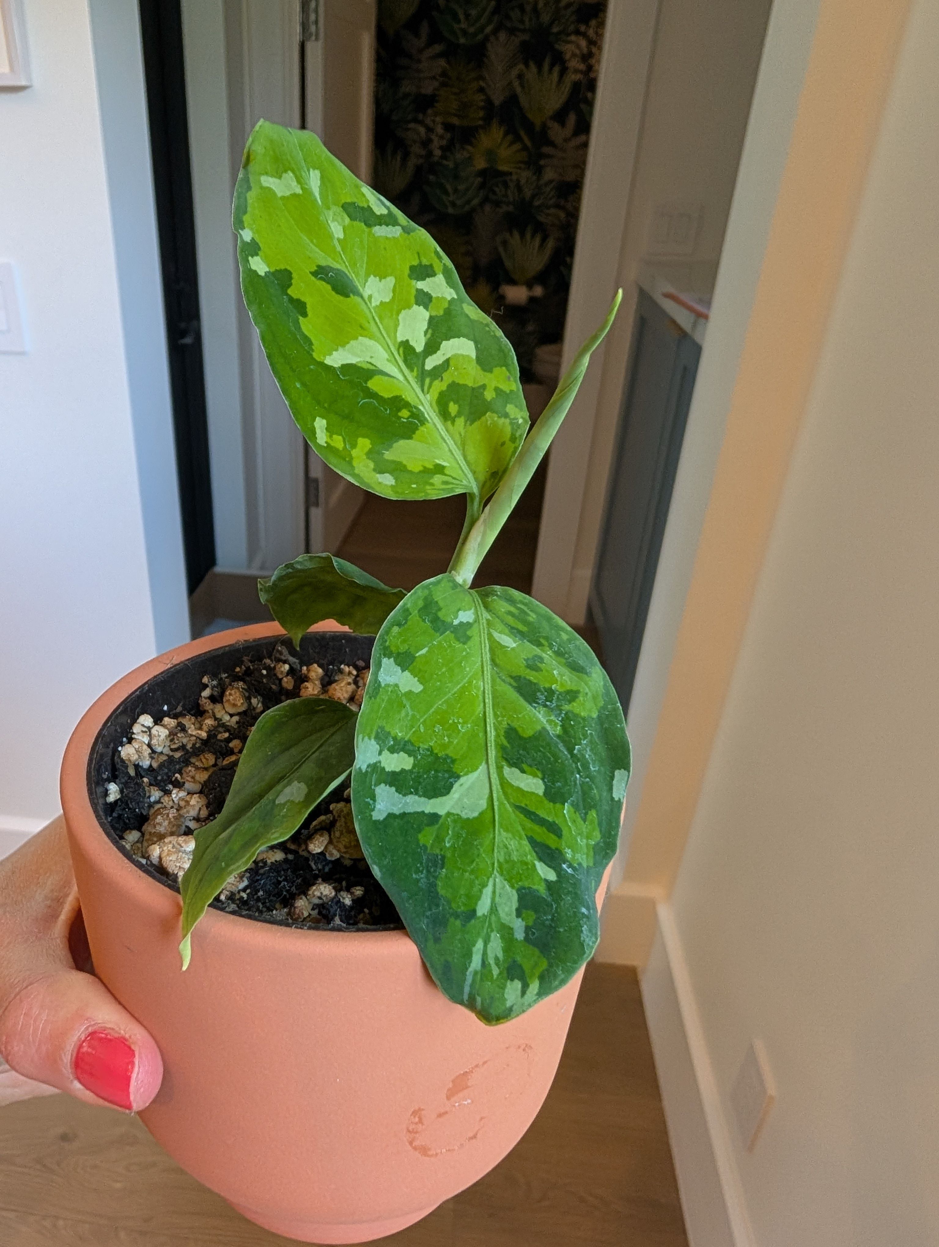 【Weed】Aglaonema pictum Aglaonema Pictum Tricolor | Houseplant | Always Affordable