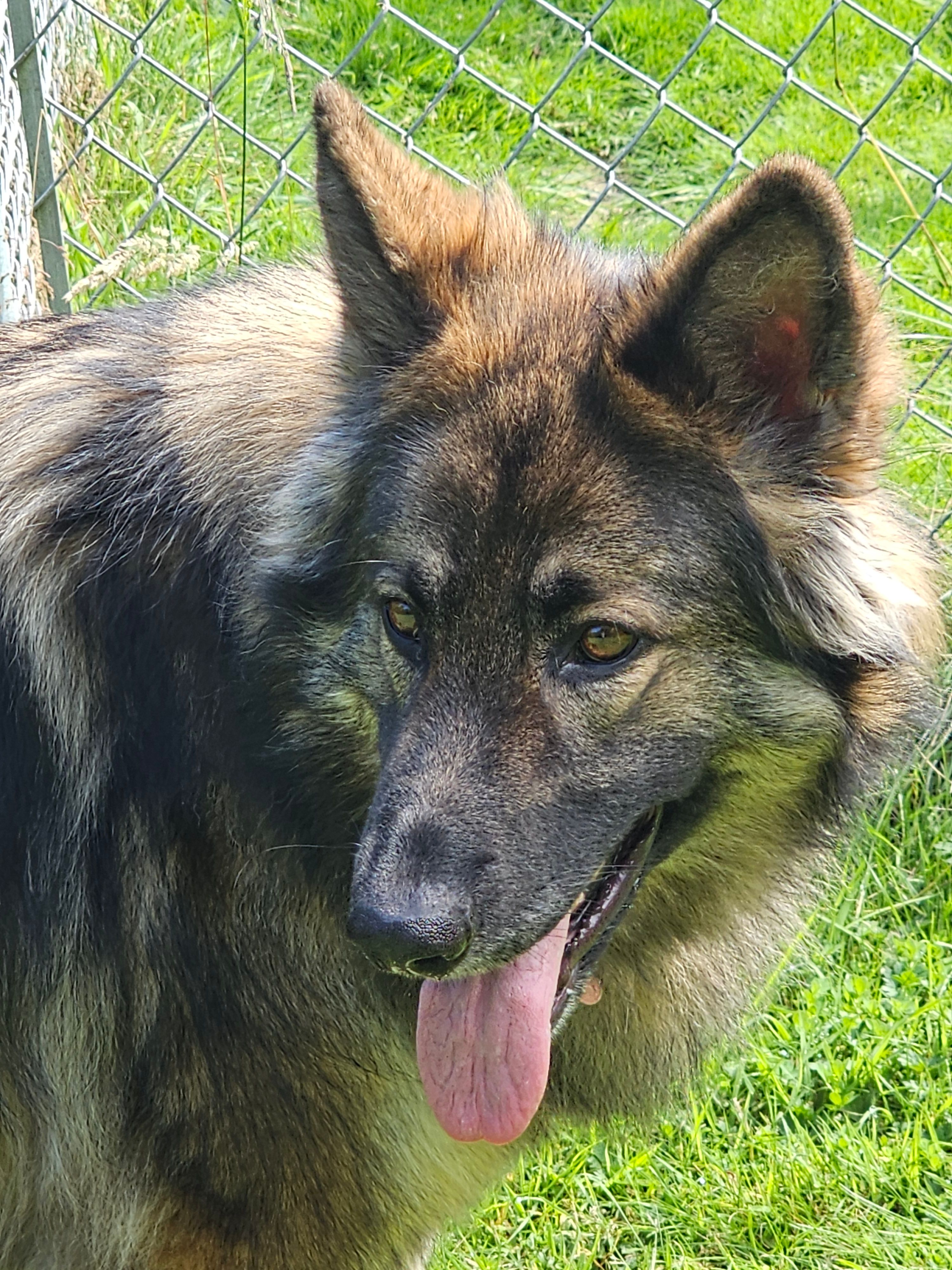 Shepherd Dog Wolf Gsd Hybrid Shepherd Dog Hybrid Wolf Black Wolf German  Shepherd Hybrid Sales, image size:3000x4000