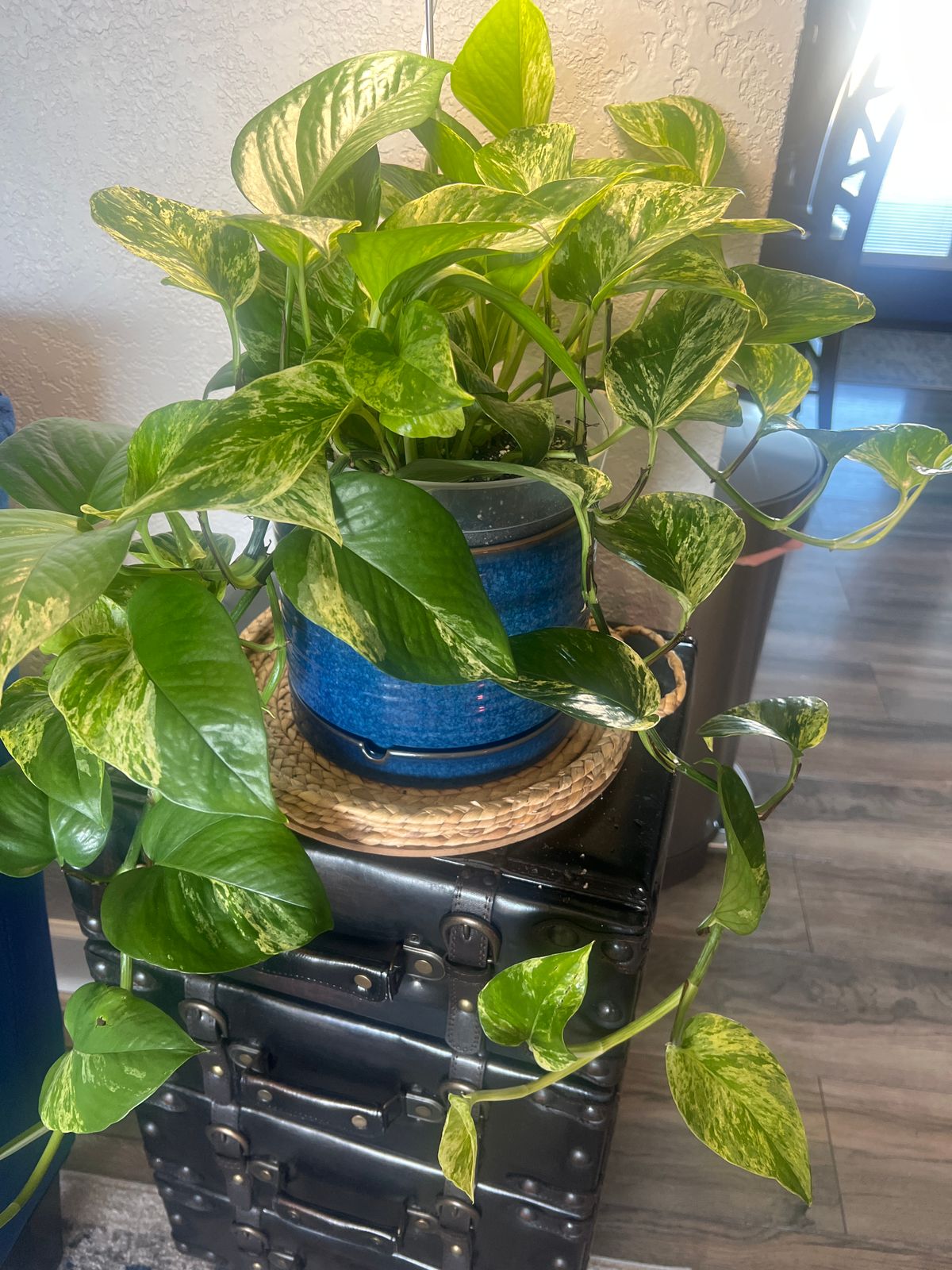dracaena-soil-rosy-soil