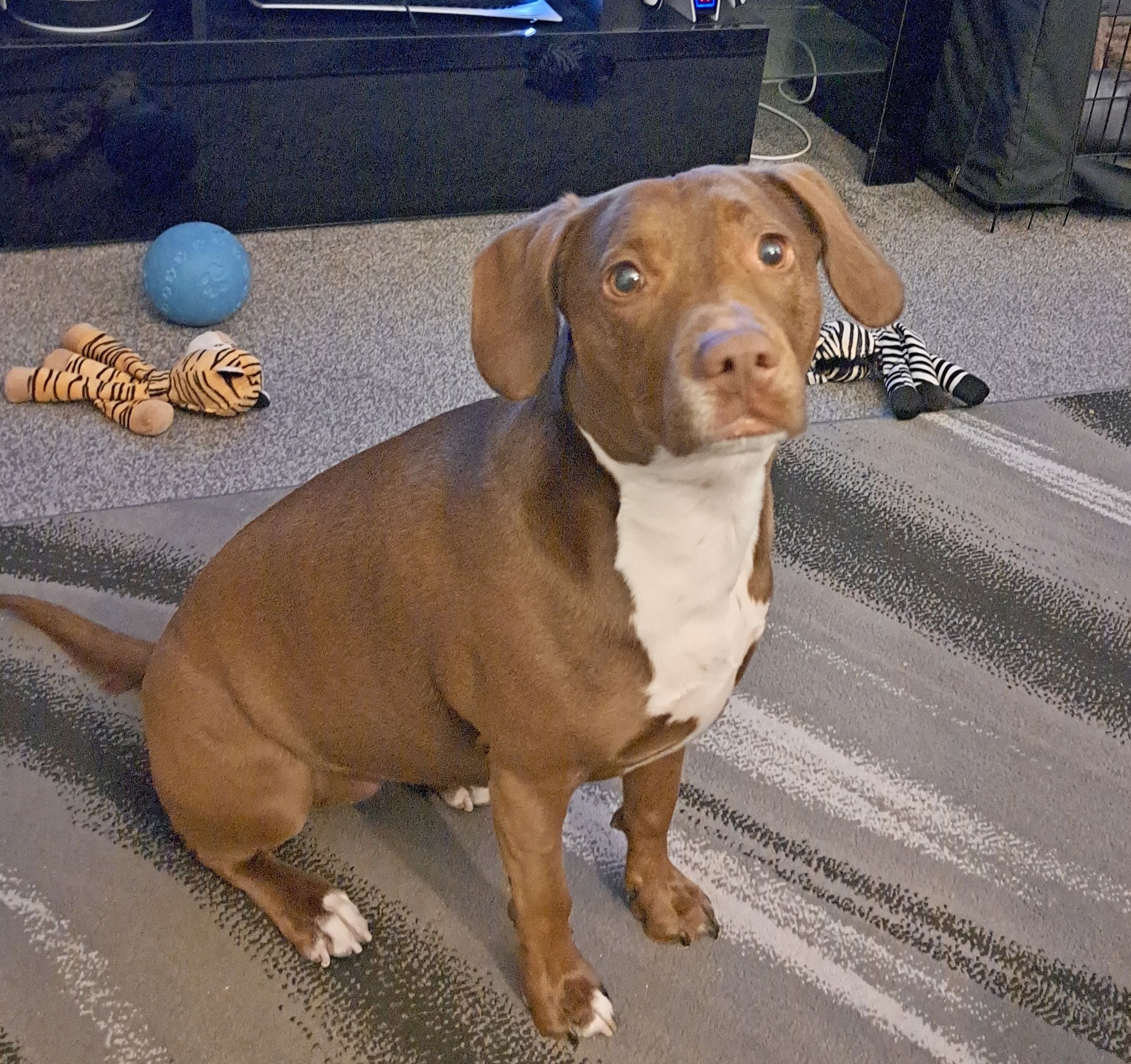 Chihuahua Weiner Dog Pitbull Mix Pitbull And Dachshund Mix Wiener