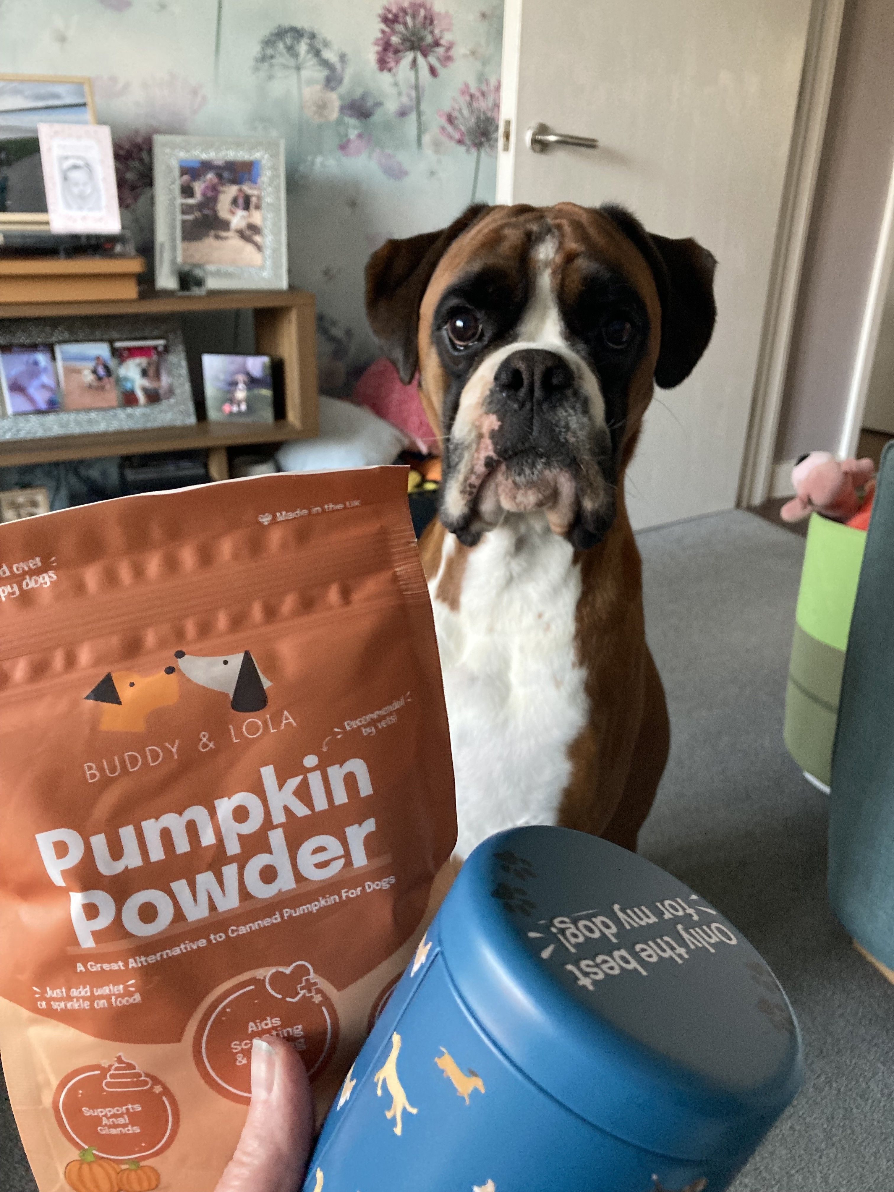 Dogs Eat Can Cats Eat Pumpkin Pie Dog Food Is Pumpkin Puree Good - Main Image