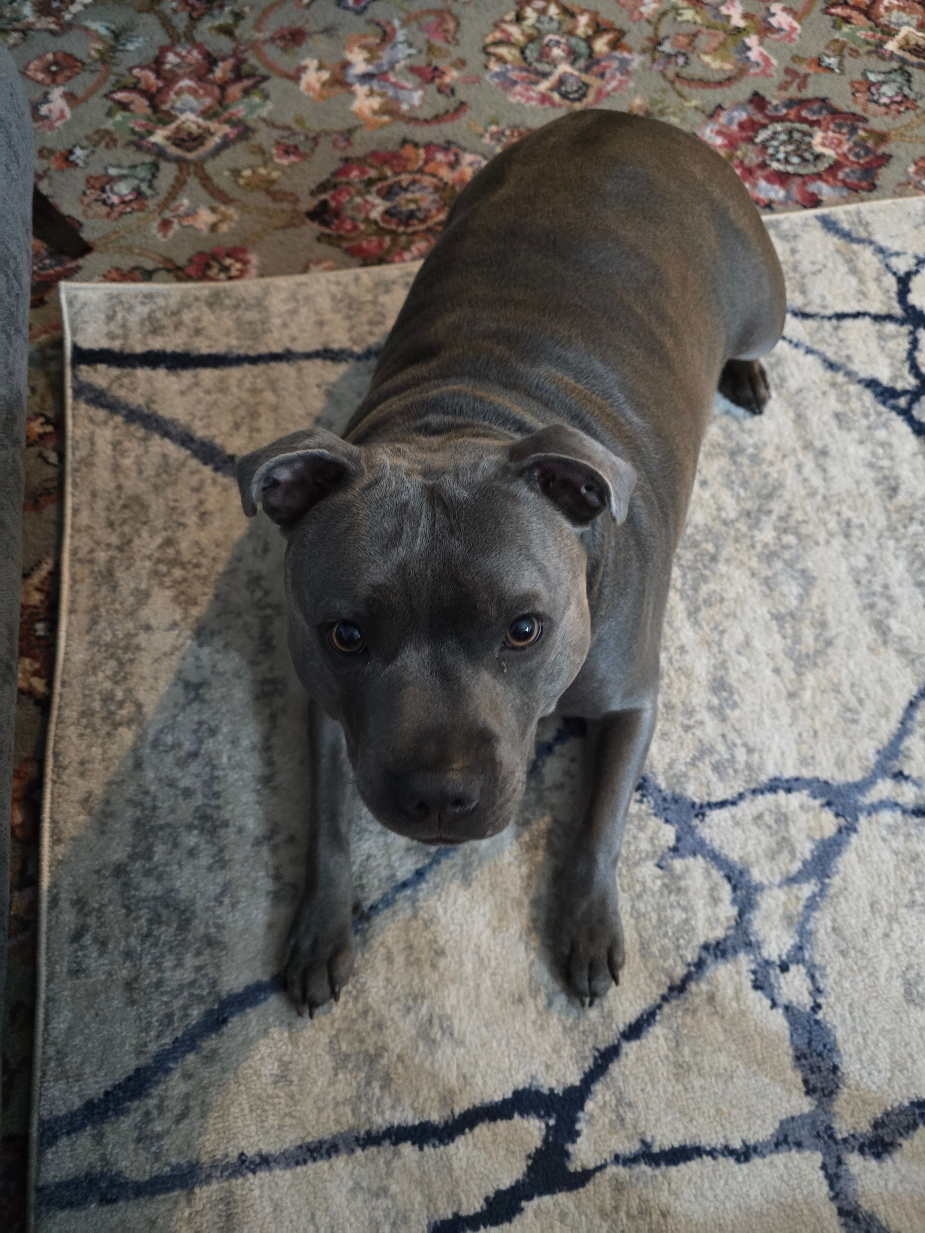 American Staffy Staffordshire Bull Terrier Grey Puppy Blue English