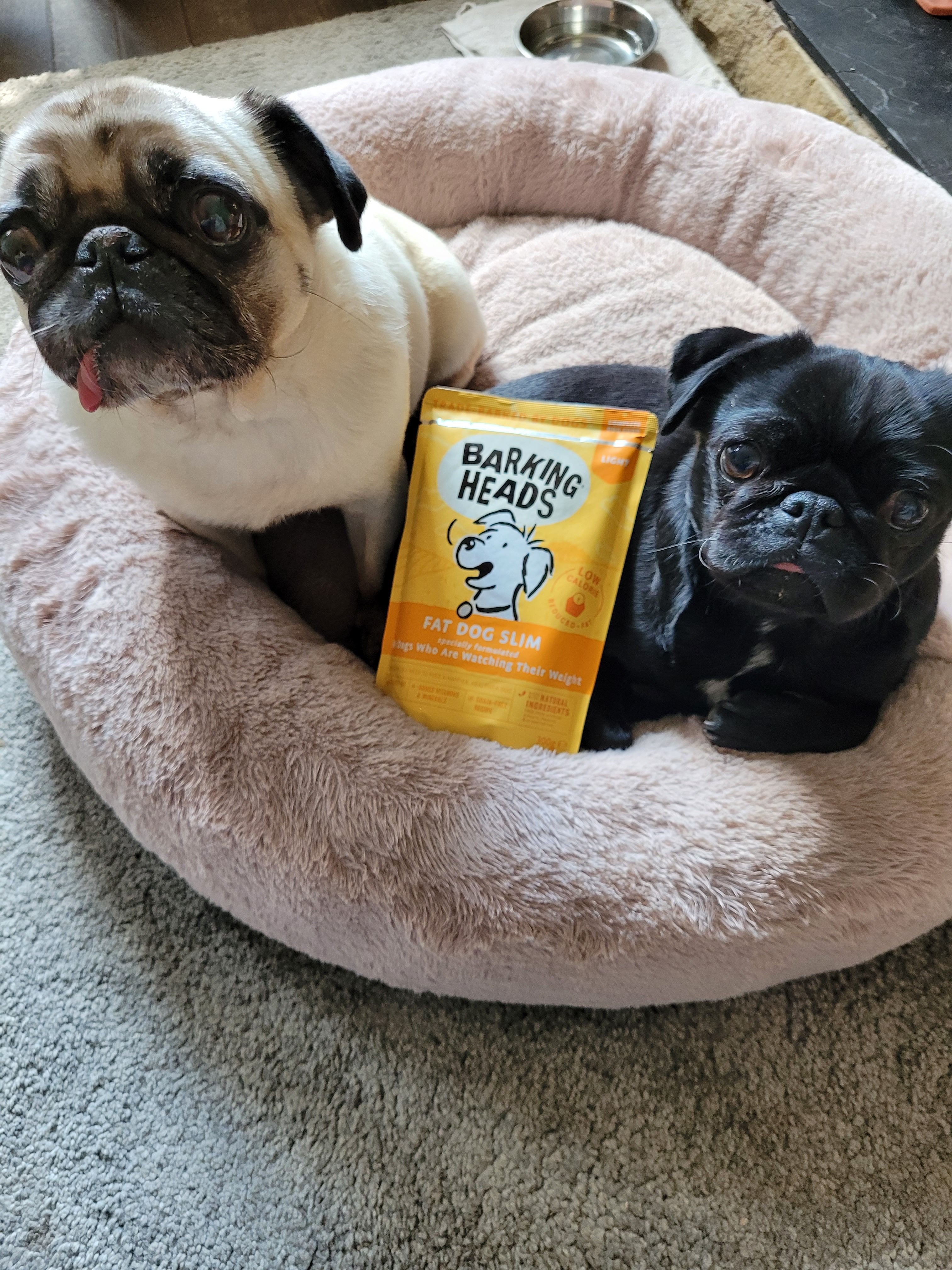 Couch Potato Good Lazy Dogs Couch Potato Fat Lazy Dog Pug The Laziest Dog  In The, image size:3024x4032