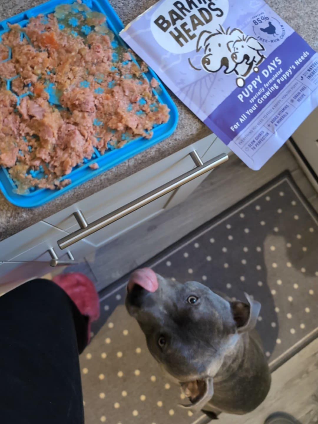 Recipe What To Feed Pitbull Puppy To Get Big Raw Food What To Feed