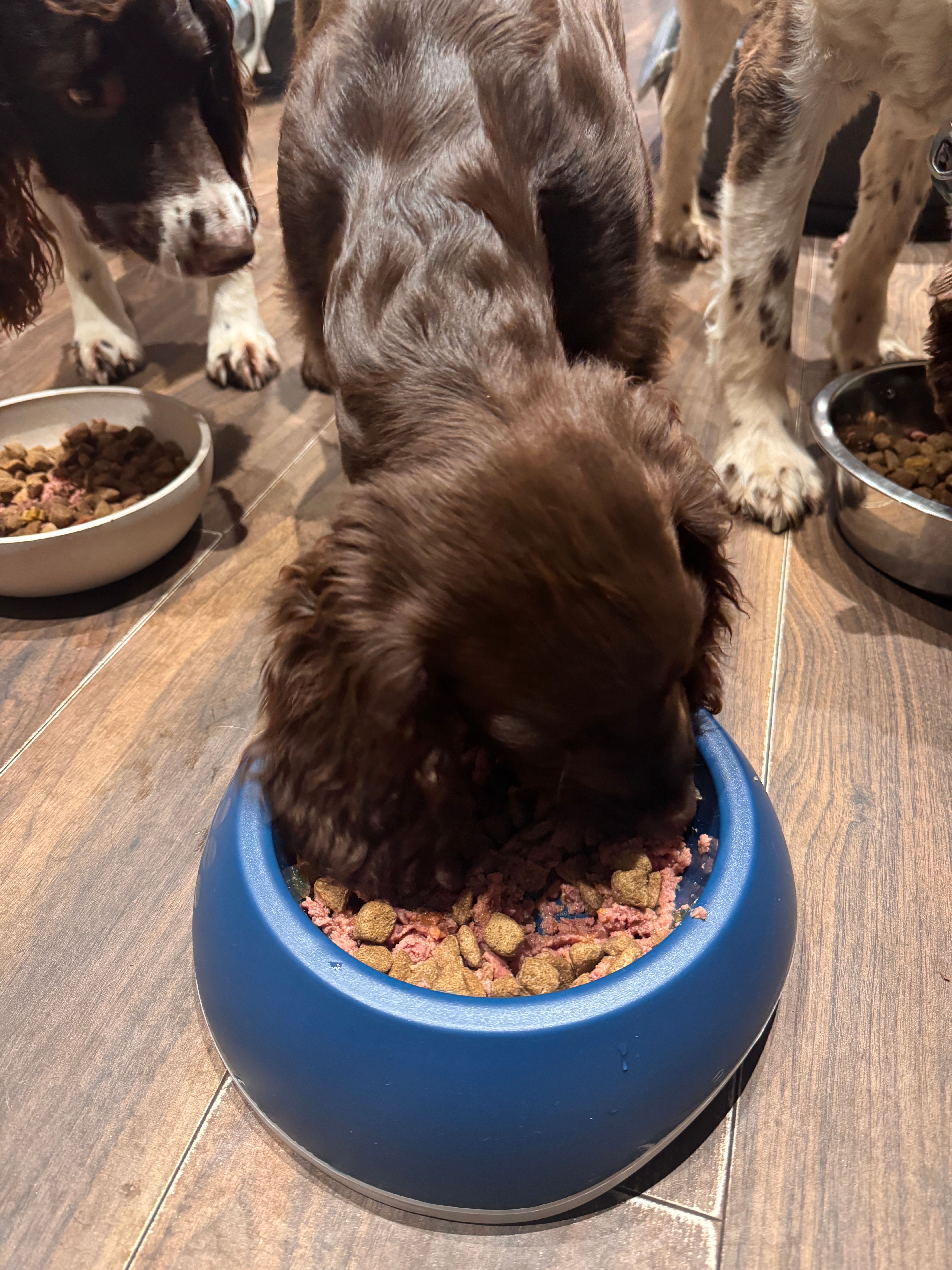 how long does a puppy stay on puppy food
