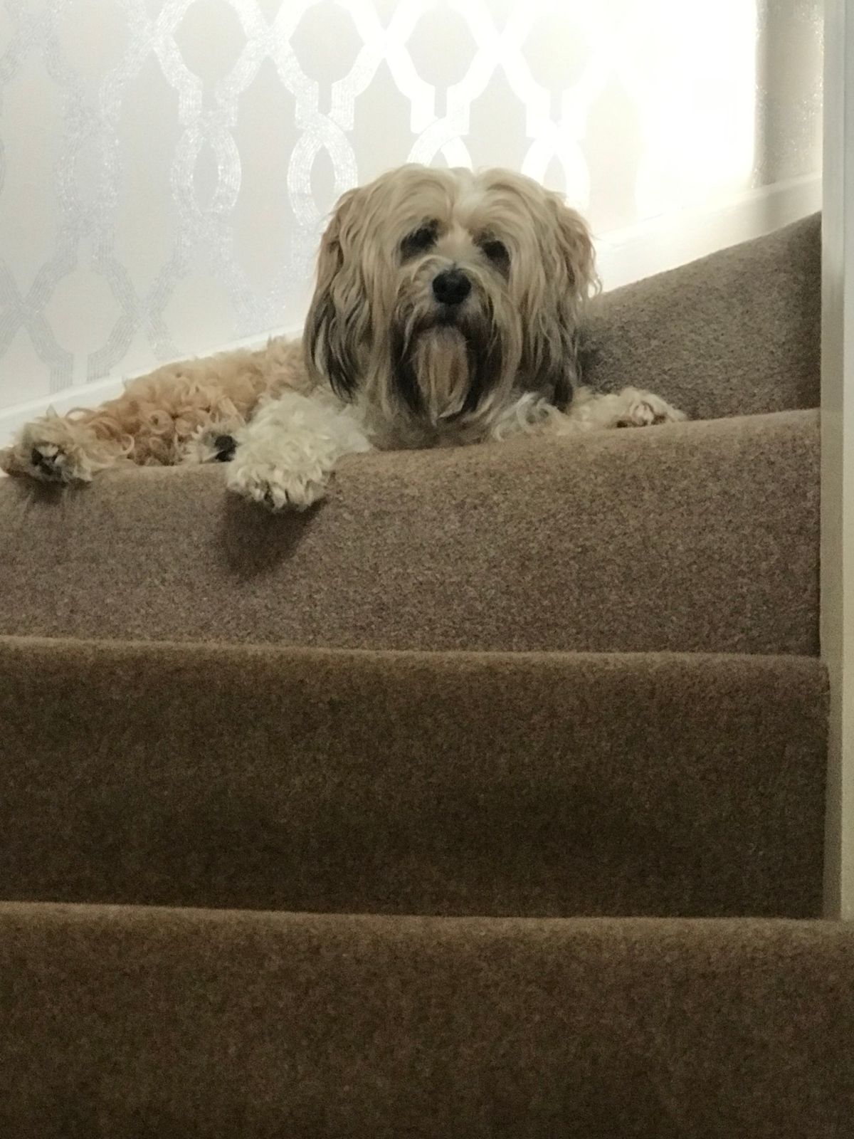 Dog Bouncing Up Stairs Dog Down Stairs Shop