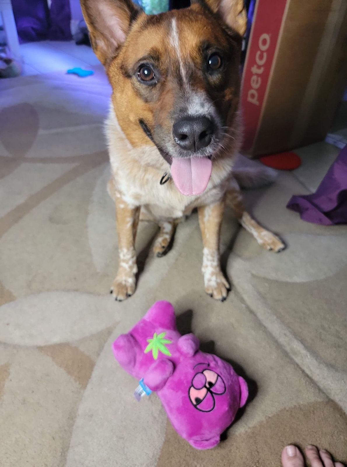 heady bear barkbox