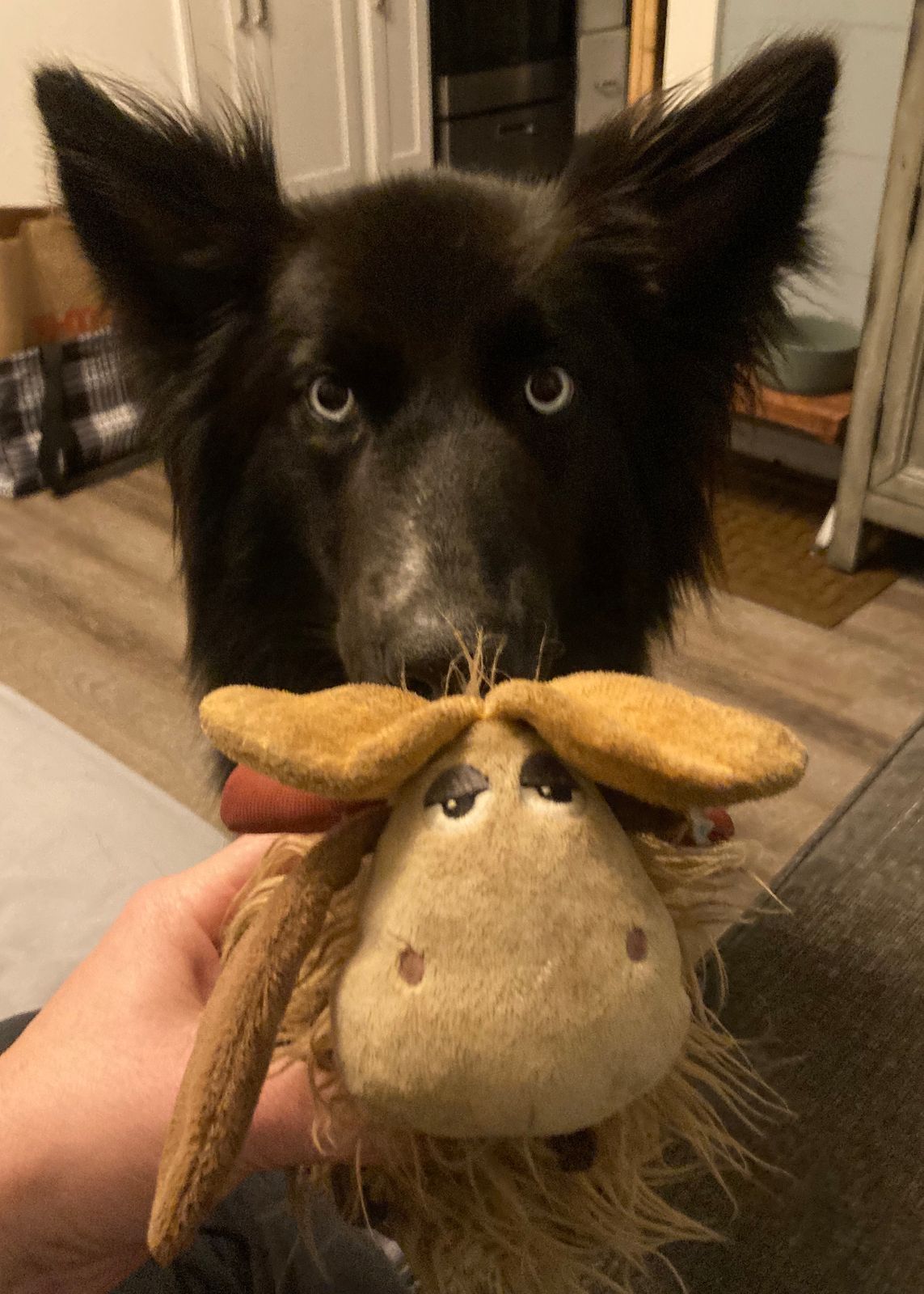 fred the reindeer dog toy