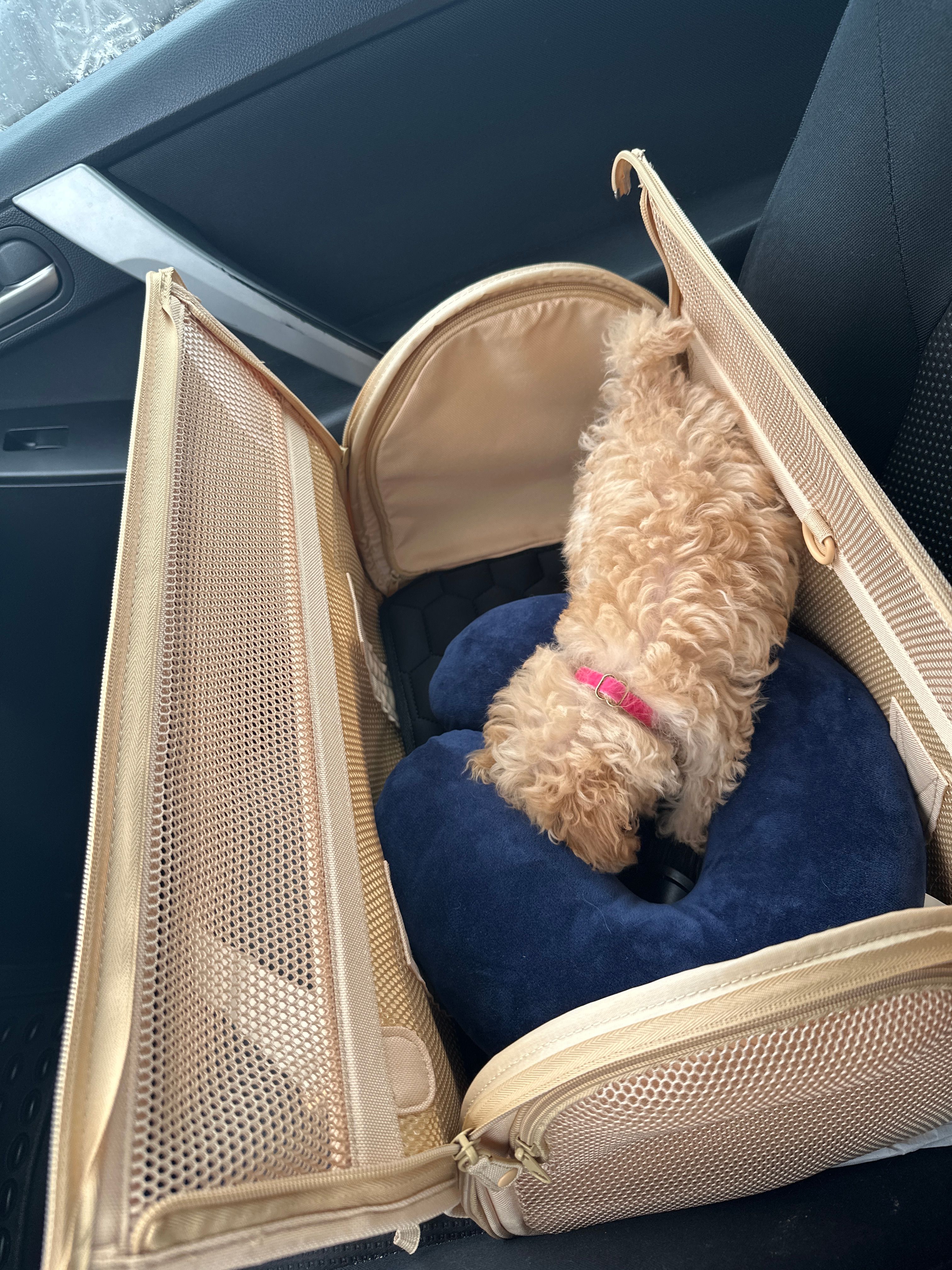 Wild One | Airline Approved Pet + Dog Carrier | Travel-Safe