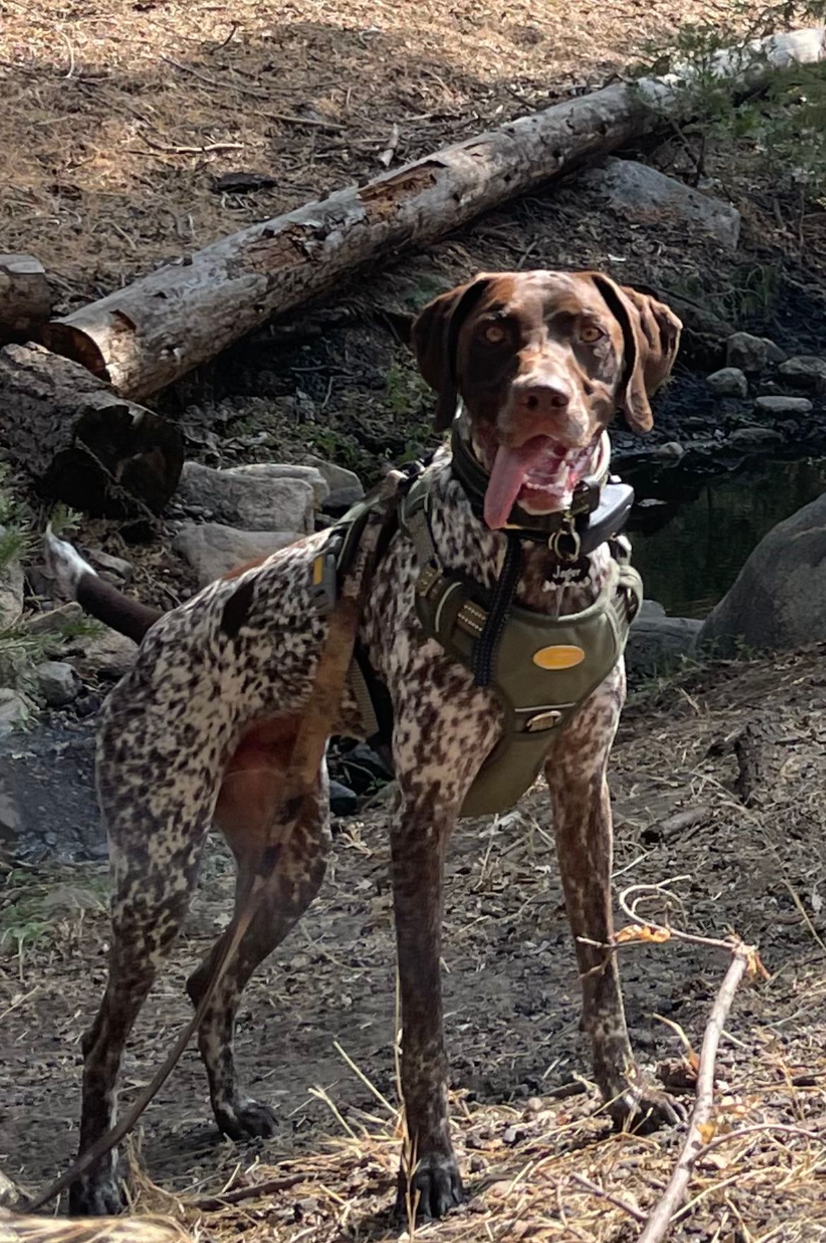 German Pointer Gsp Dog Accessories Fat German Shorthaired Pointer