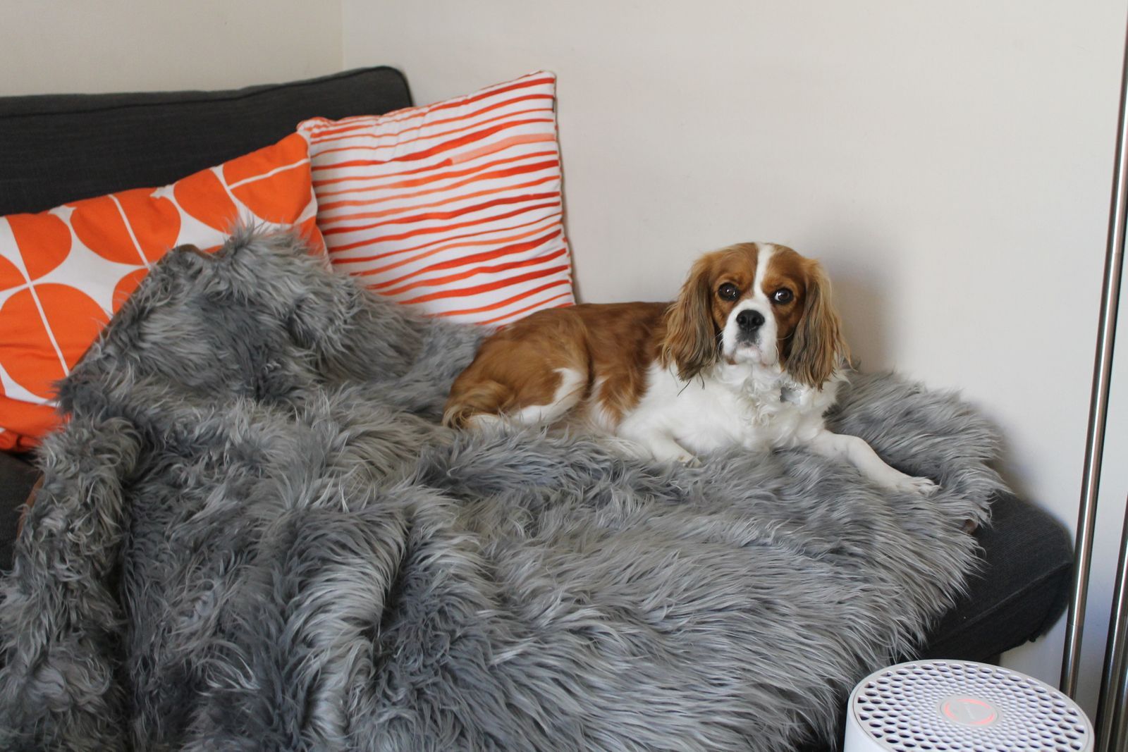 Luxury Throw Blanket for Dogs Cool Comfort Waterproof Dog