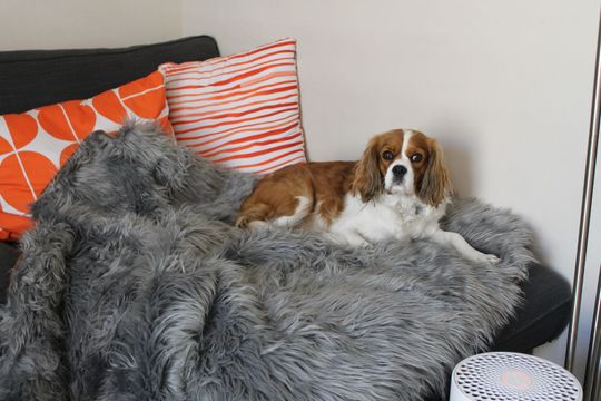 【VAULTROOM】DOG & DUCK BLANKET DOG & DUCK BLANKET – VAULTROOM