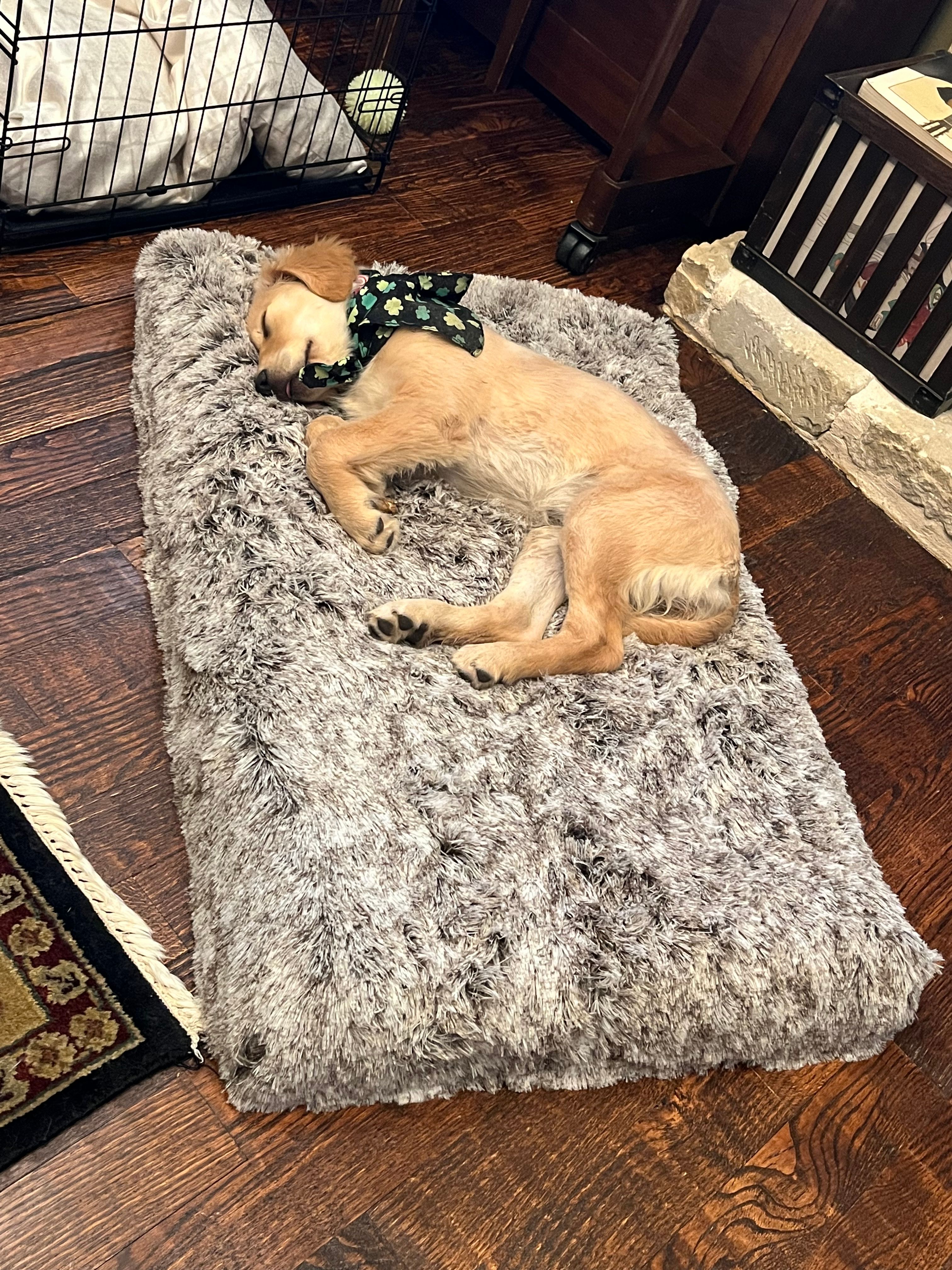 Floor Mats Dog Crate Pad Sizes Dog Cage Floor Mats At ₹ 180/piece