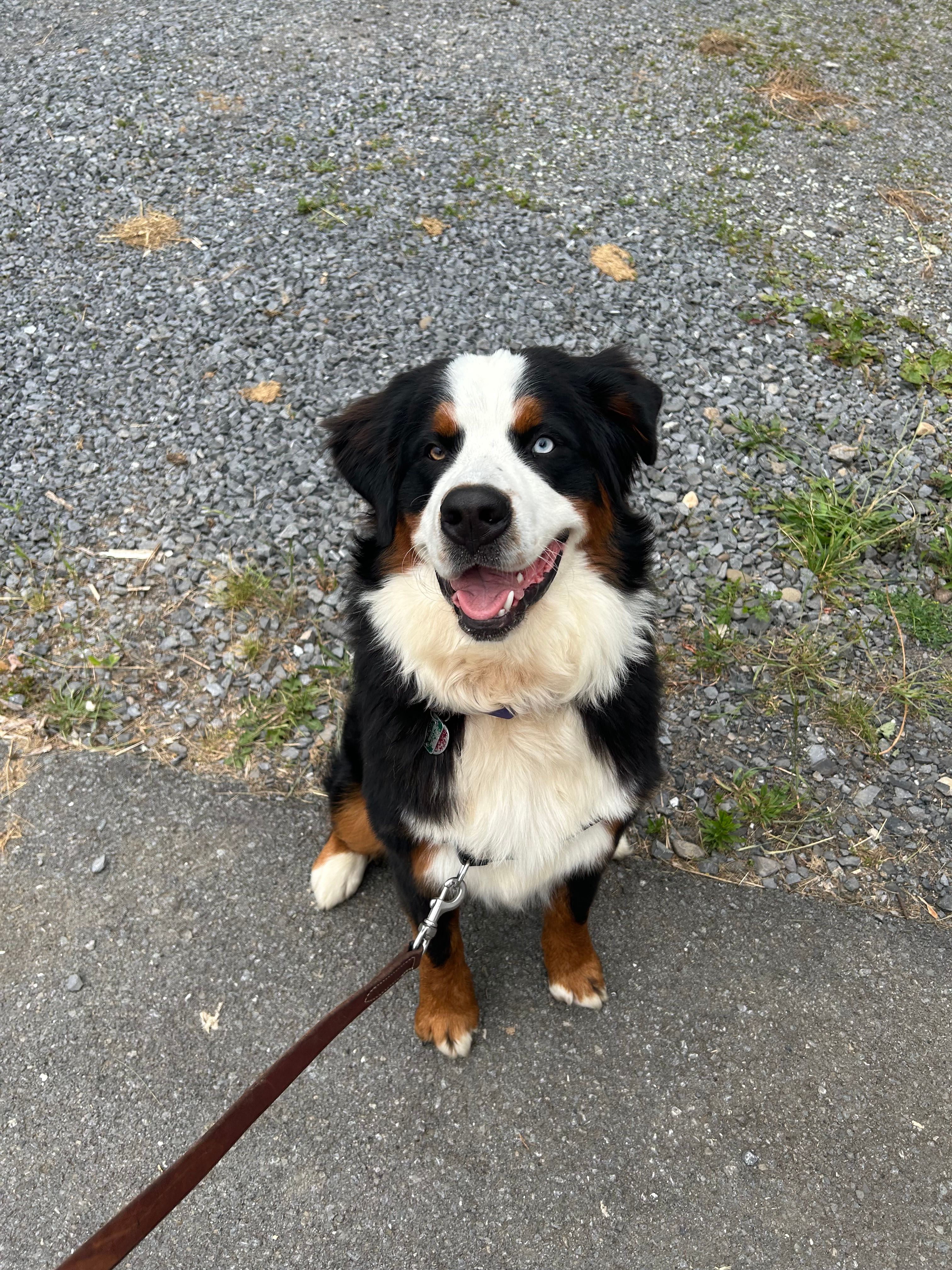 How To Potty Train A Bernese Mountain Dog Puppy Month Old Bernese