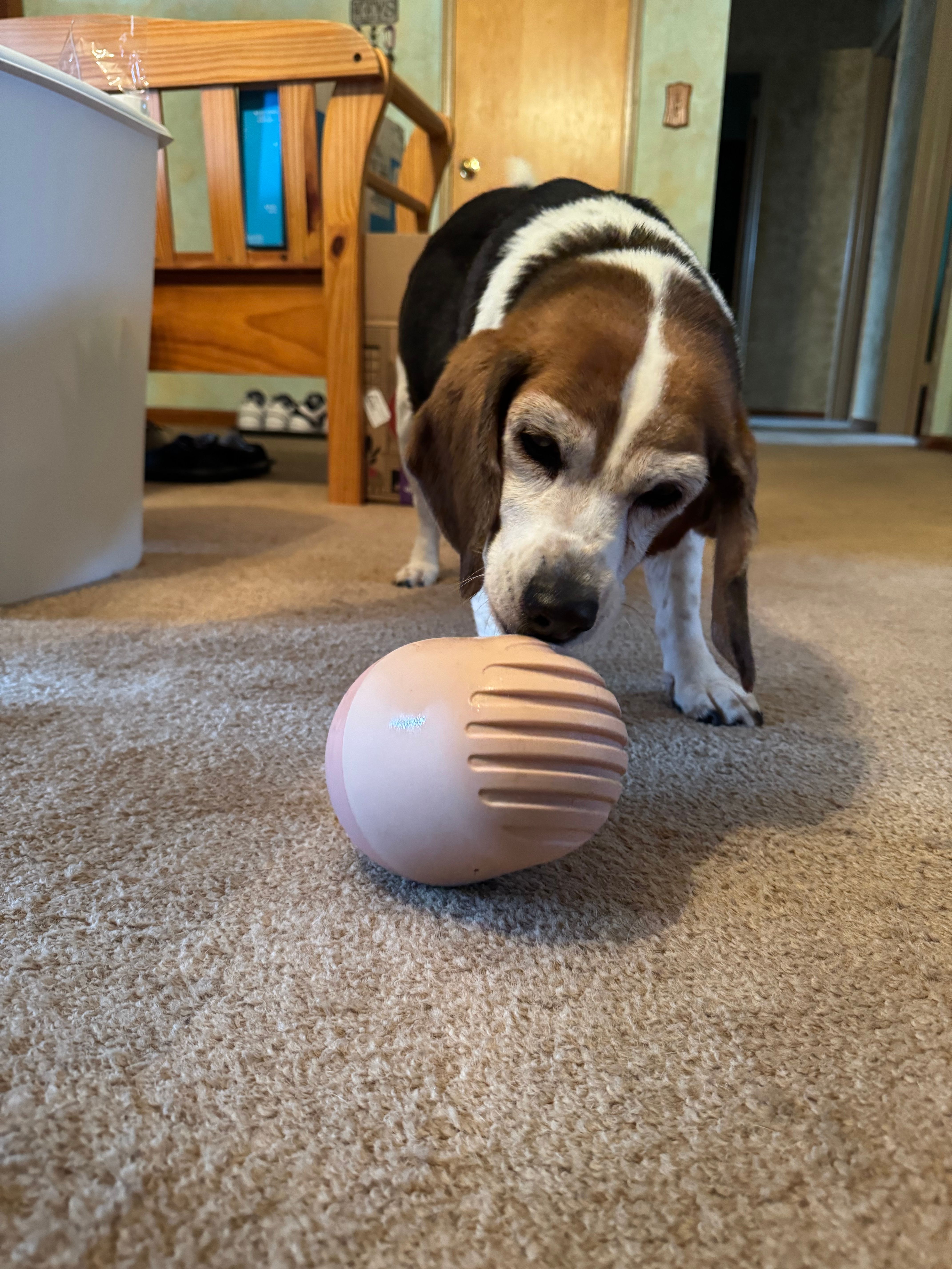 Fable | The Game - Best Dog Enrichment Toy & Feeder In One