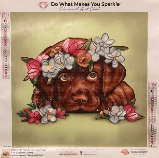 Chocolate Labrador Diamond Art Club