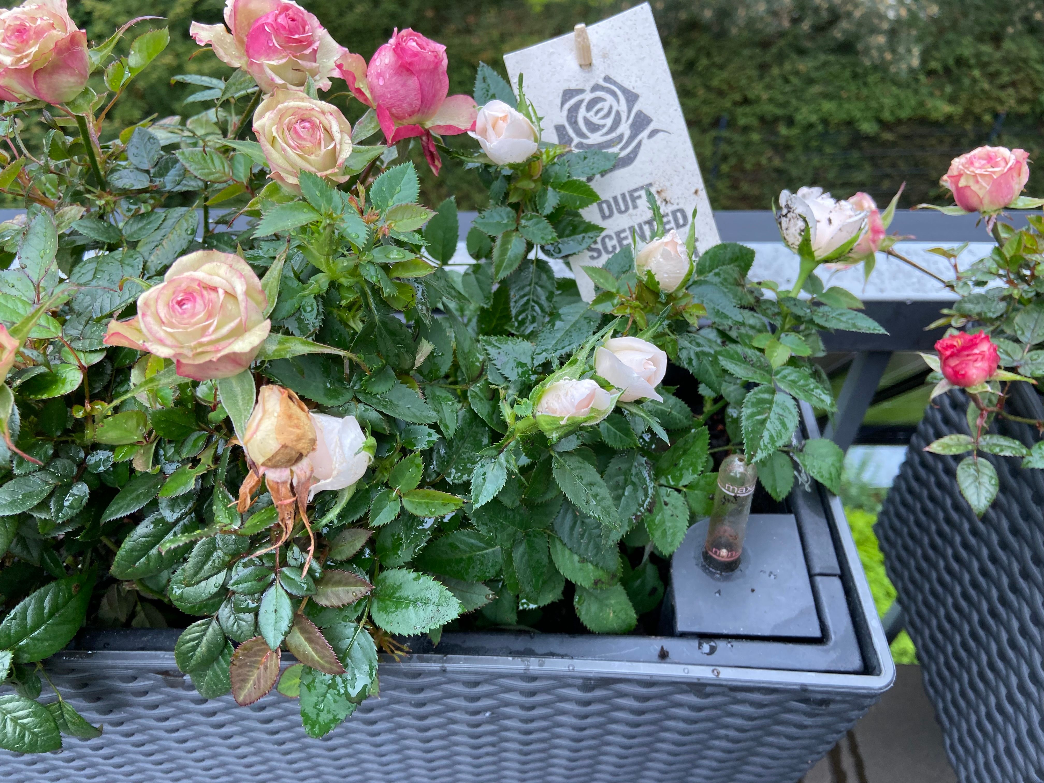 Fertilizzante Liquido Per Rose - Concime Avanzato Per Tutti I Tipi Di Rose, 250ml - Foto 2