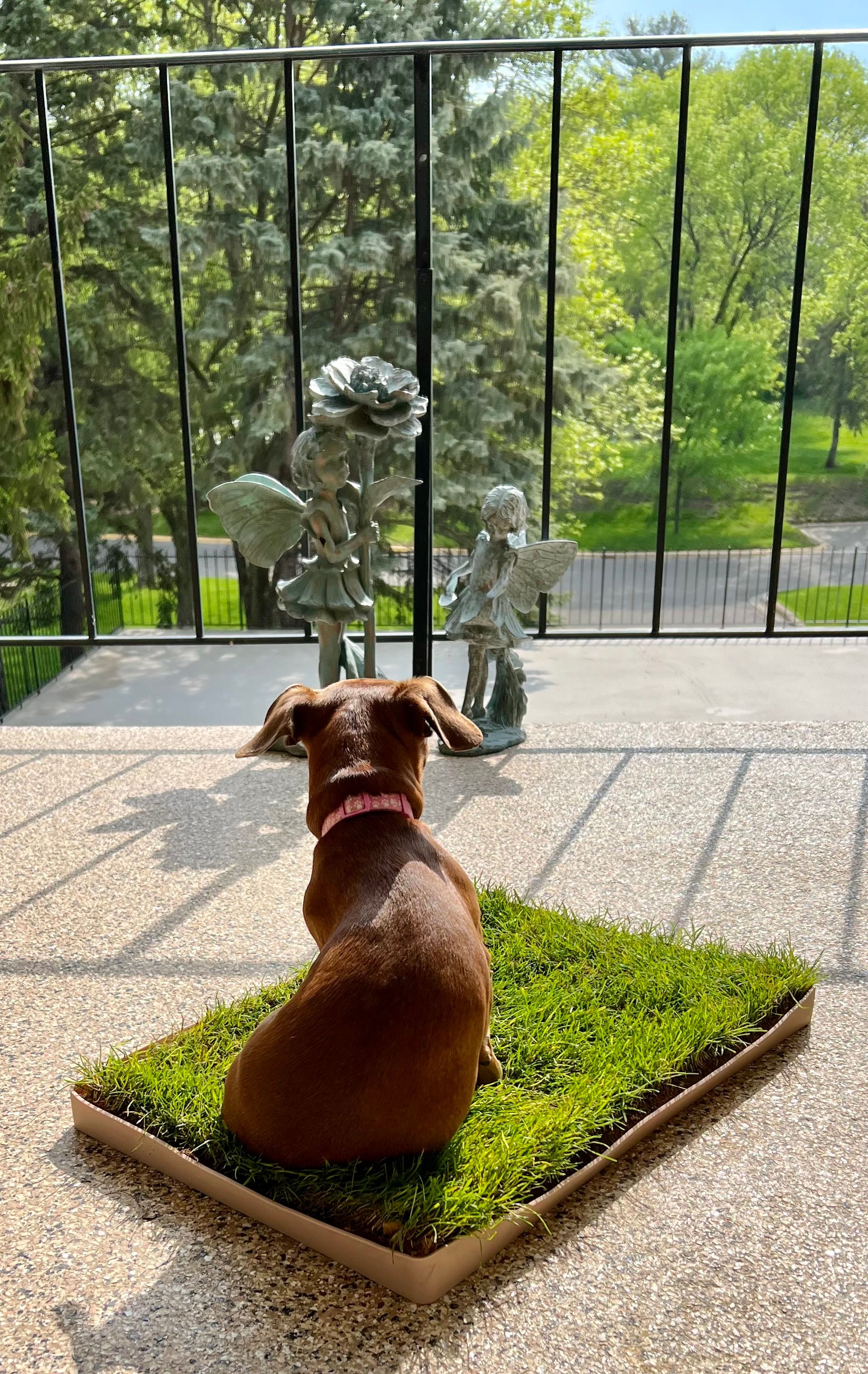 Balcony Real Grass Pad For Dogs Dog Toilet Grass Patch For