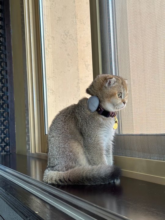 Cheshire & Wain Reflective Apple Air Tag Case for Cat Collar