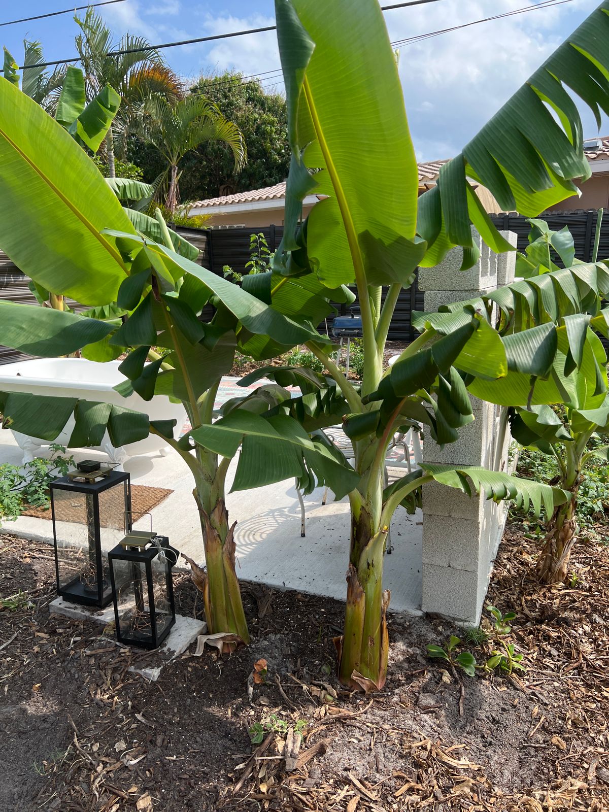 Dwarf Nam Wah Banana Plants For Sale - SowExotic.com – Sow