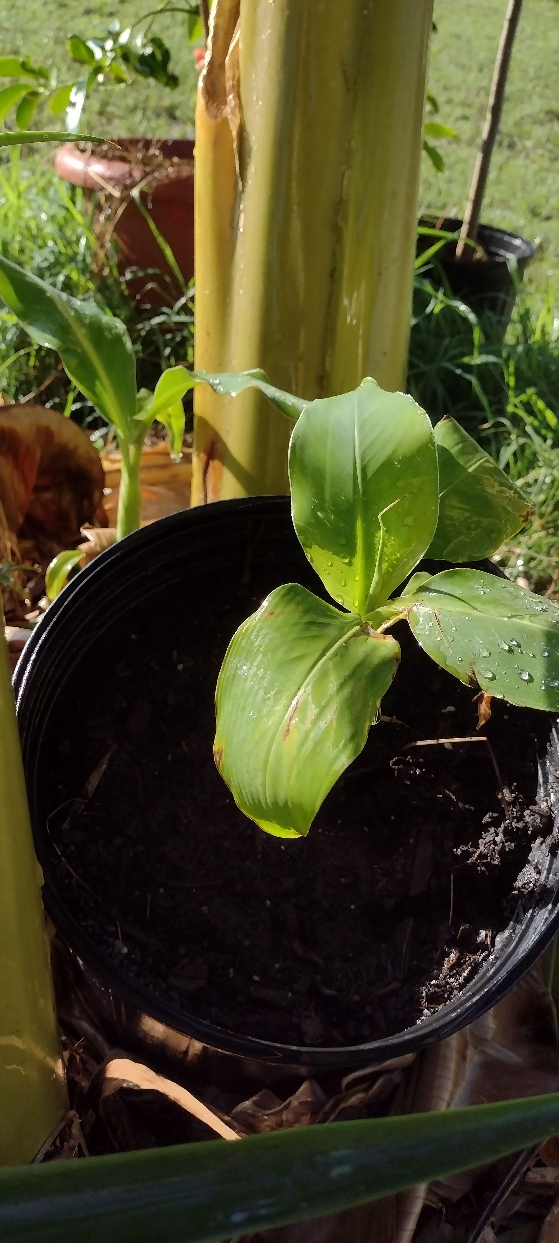 Amazing Dwarf Double Mahoi Banana Fruit Tree | Sow Exotic