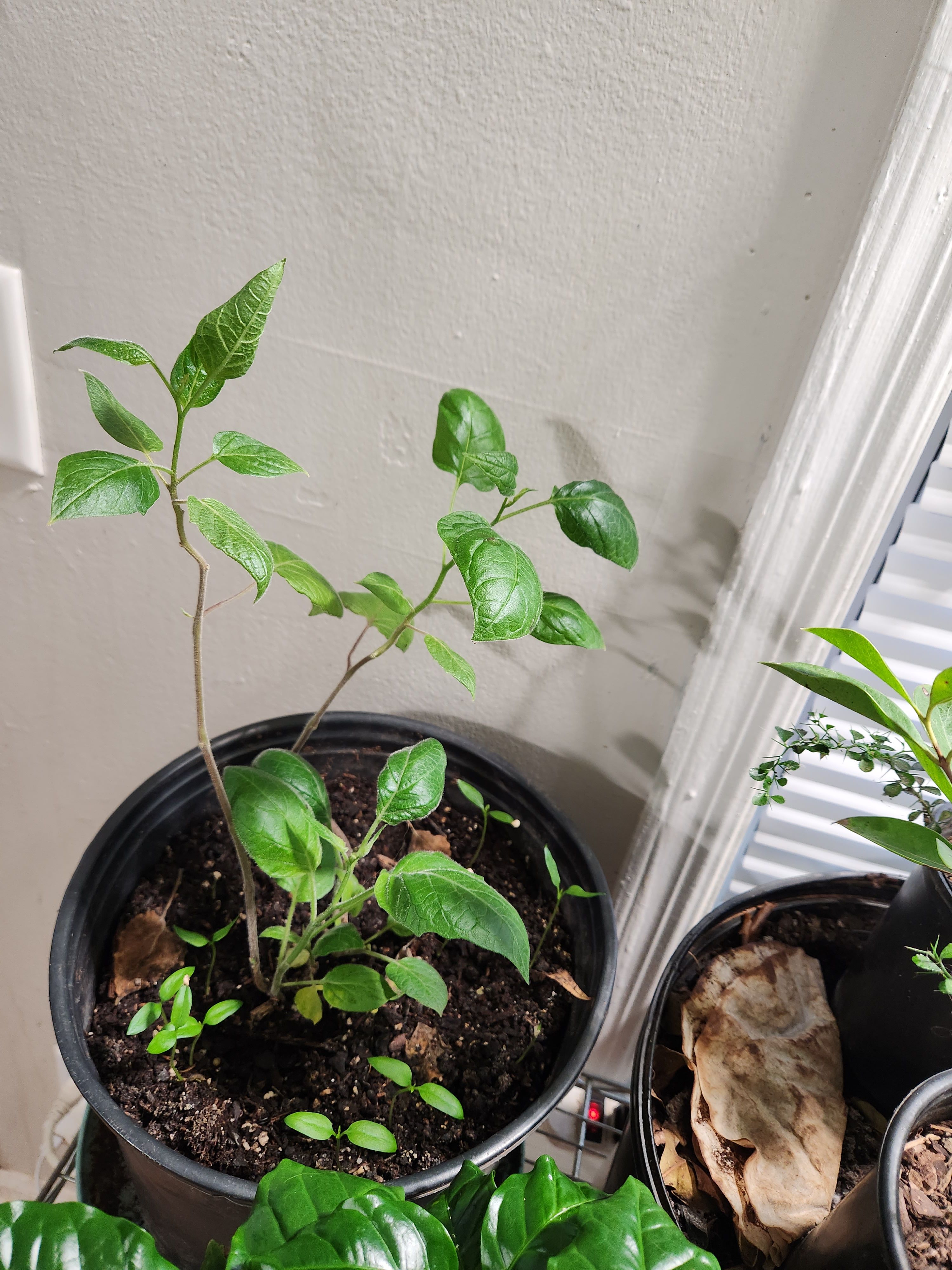 潮州凤凰单丛茶500g 乌岽蜜兰香单枞茶单从茶口感甘醇Chinese Tea