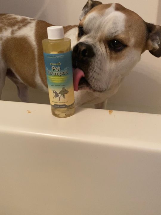 AllNatural & Organic Pet Shampoo Hypoallergenic Pet Shampoo
