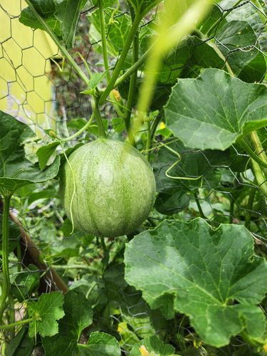 OldTimeTennesseemuskmelon2023_